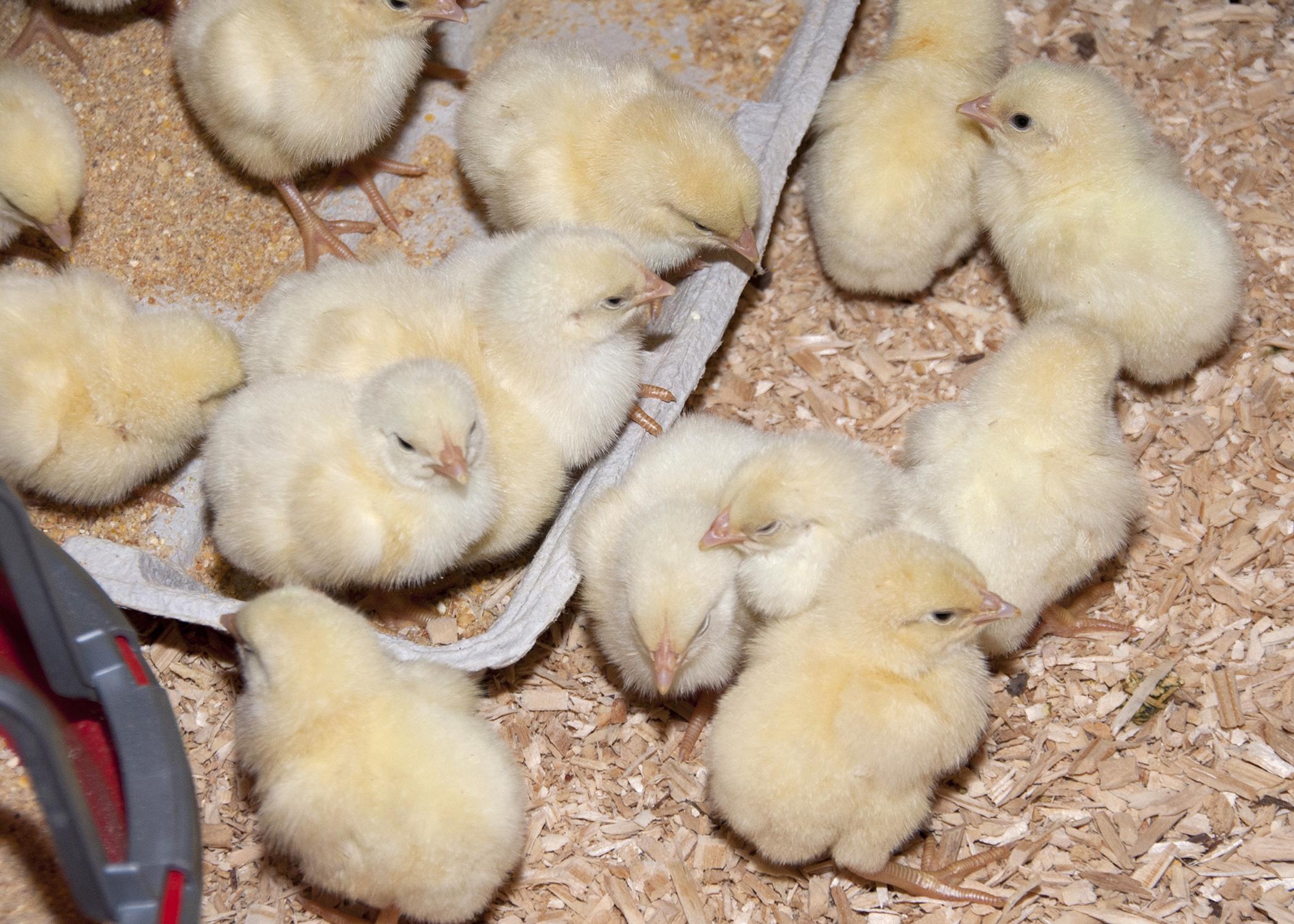 The poultry industry kept its No. 1 spot on the annual list of agricultural commodities, with an overall estimated production value of about $3.1 billion, a 6.4 percent increase from 2013. (Photo by MSU Extension Service/Kat Lawrence)