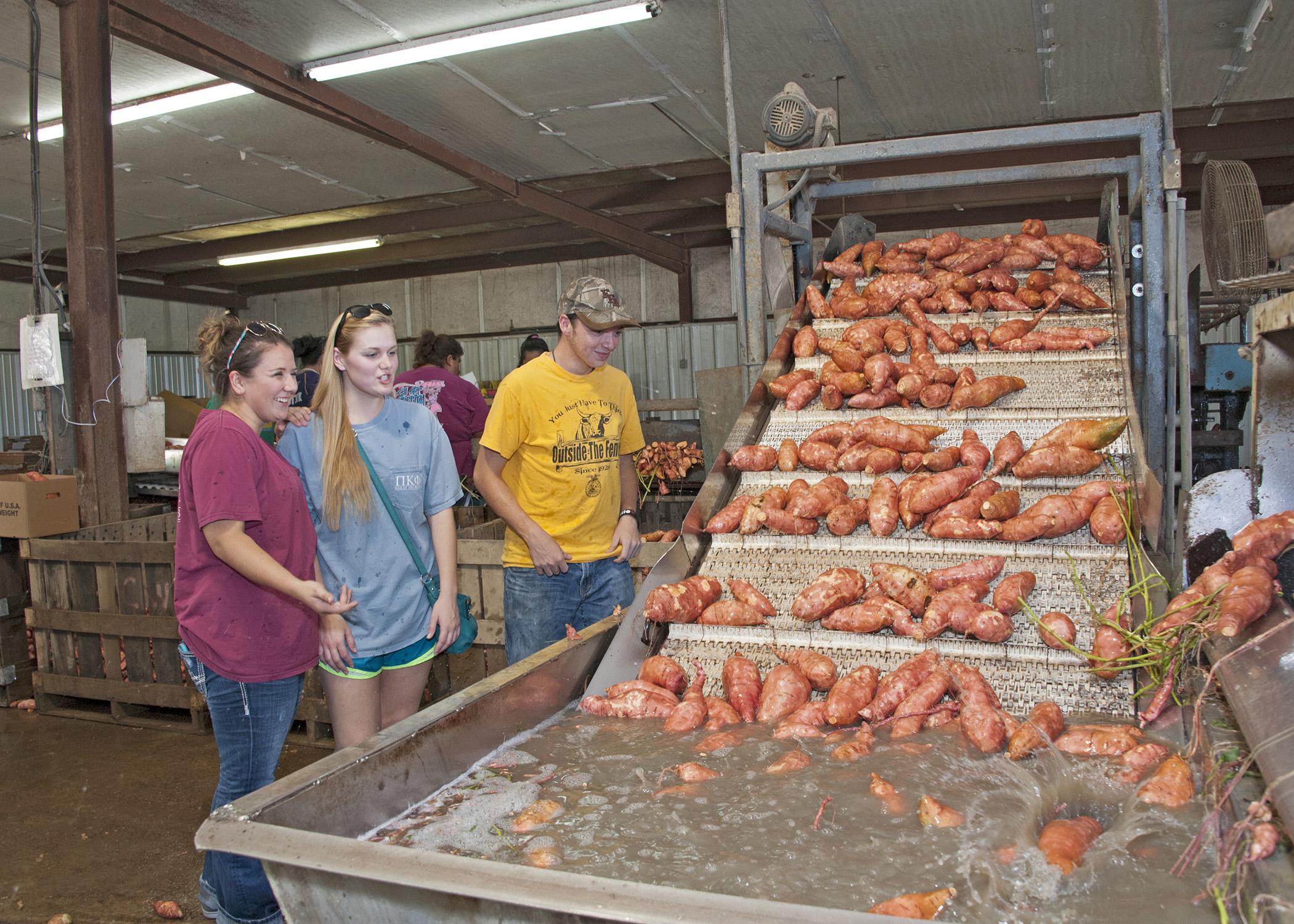 Mississippi State University students in the Department of Food Science, Nutrition and Health Promotion (from left) Morgan Von Staden, Hanna Olstad and Andrew Moorhead observe the washing process on a sweet potato packing line Sept. 5, 2014, in Vardaman, Mississippi. (Photo by MSU Ag Communications/Kat Lawrence)
