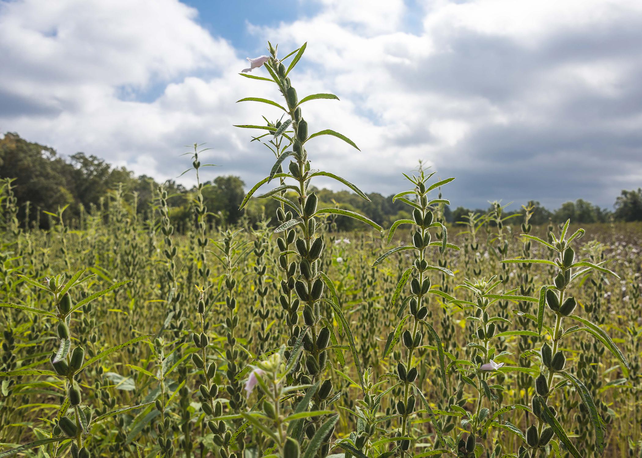 Sesame is a broadleaf summer crop with growth similar to cotton and soybeans. It can reach up to 6 feet tall with good soil moisture and fertility. (Photo by MSU Ag Communications/Kevin Hudson)