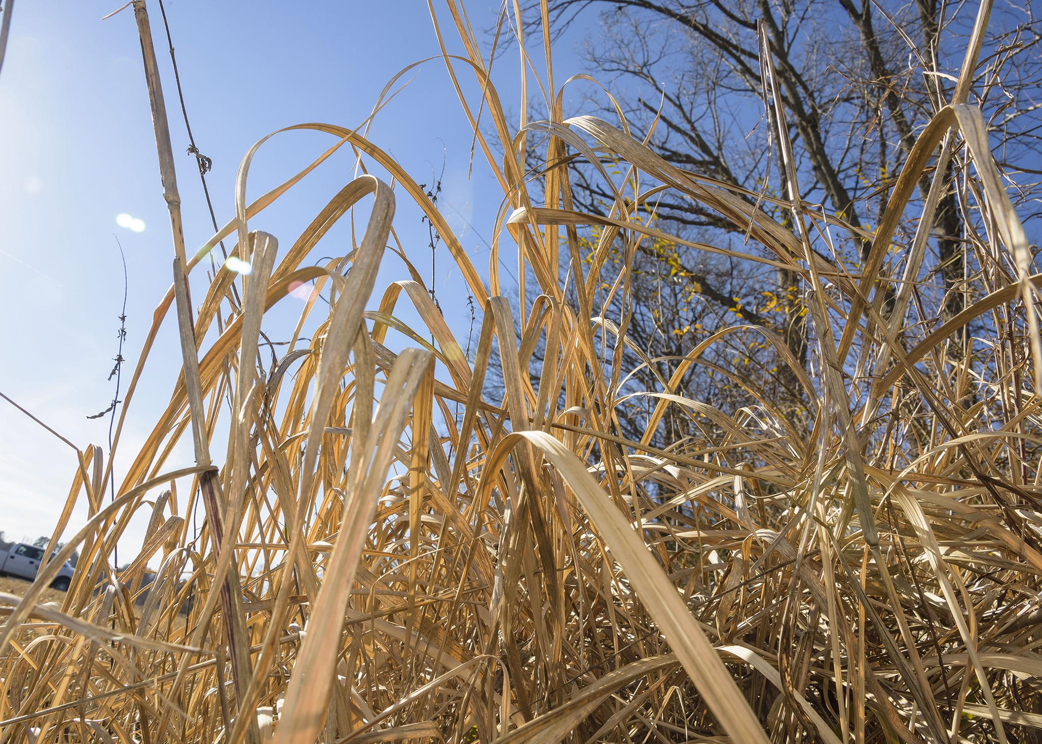 Winter is one of the easiest times of the year to identify cogongrass, which many researchers have classified among the worst weeds in the world. Herbicide treatments applied in the early spring are instrumental in eliminating the noxious weed. (Photo by MSU Ag Communications/Kevin Hudson)