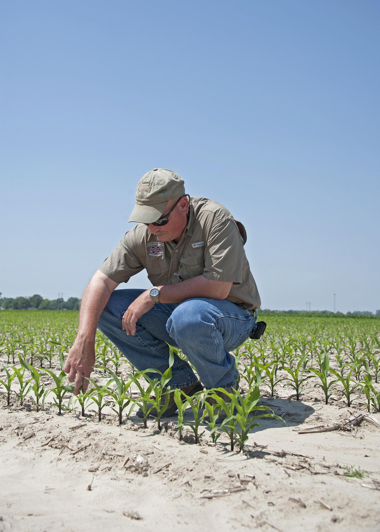 Don Cook, a research entomologist with the Mississippi Agricultural and Forestry Experiment Station and the Mississippi State University Extension Service's Delta Research and Extension Center, inspects young corn for early-season insect damage. (File photo by MSU Ag Communications/Kat Lawrence)