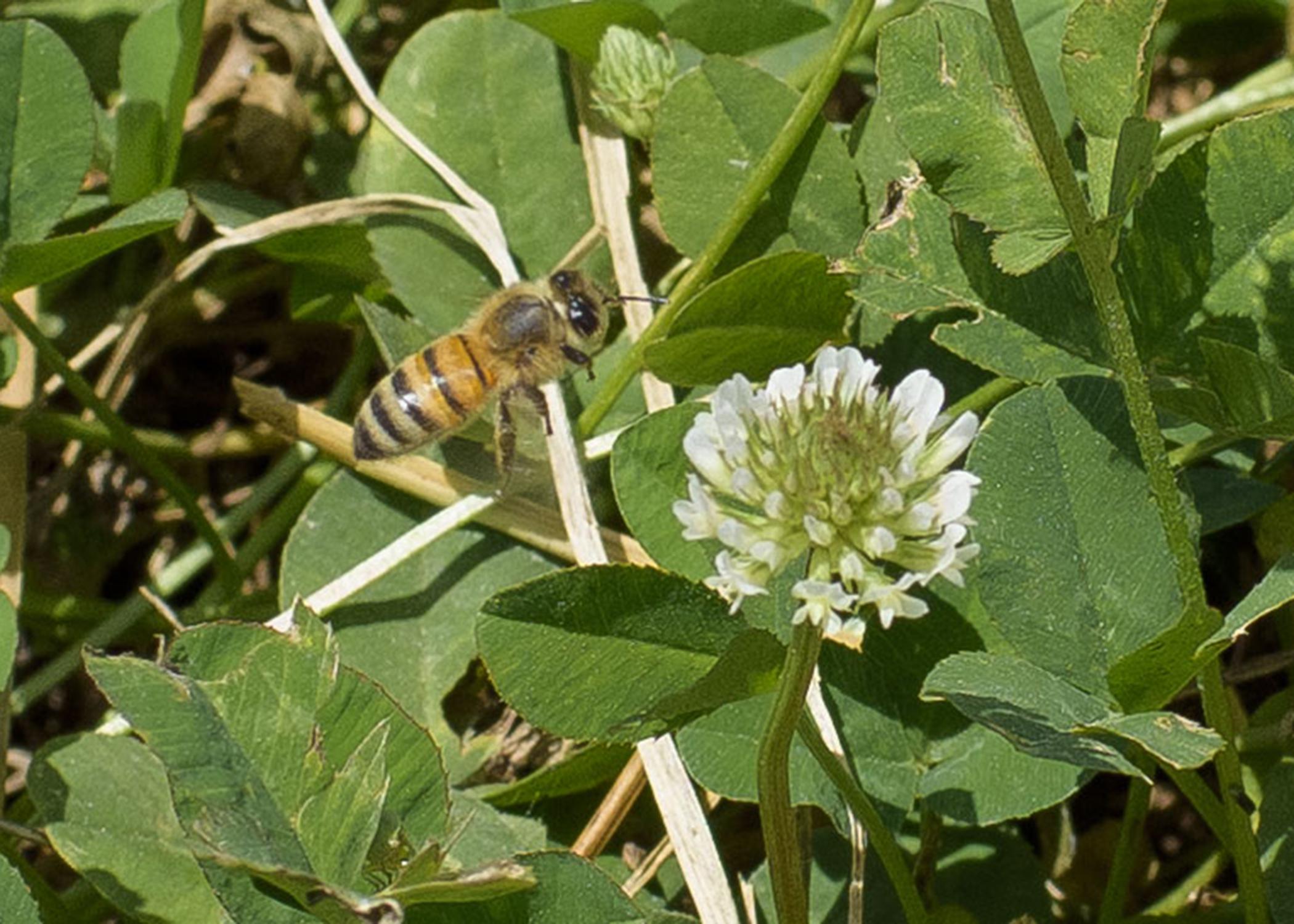 A bee feeds on clover in the pollinator project garden at the Mississippi State University R.R. Foil Plant Science Research Center in Starkville June 16, 2015. (Photo by Kevin Hudson/MSU Ag Communications)
