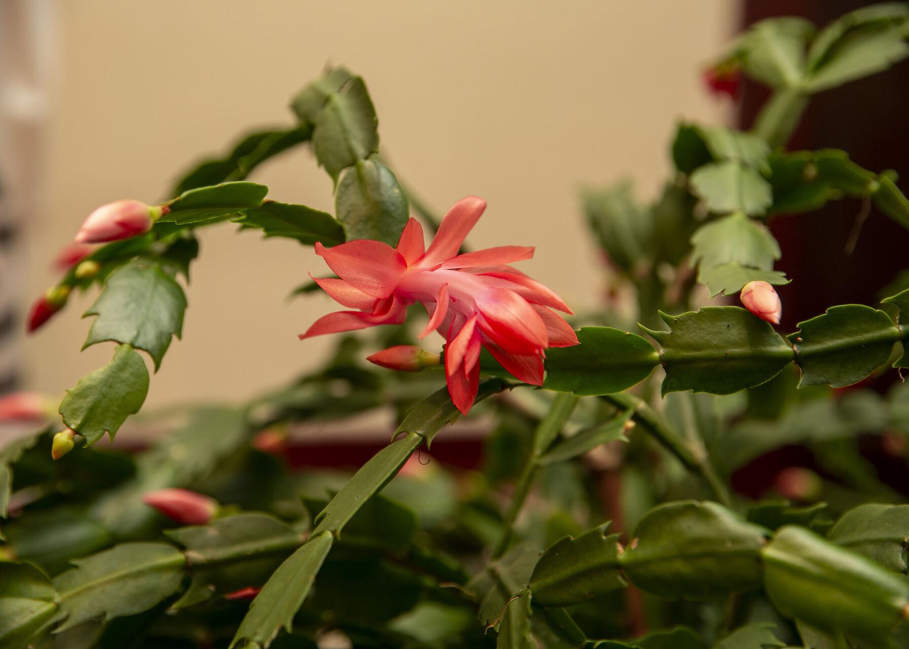 Pink holiday cactus