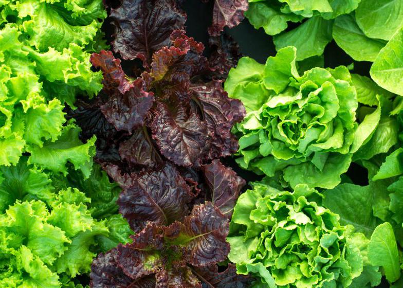 three rows of lettuce grow in a garden