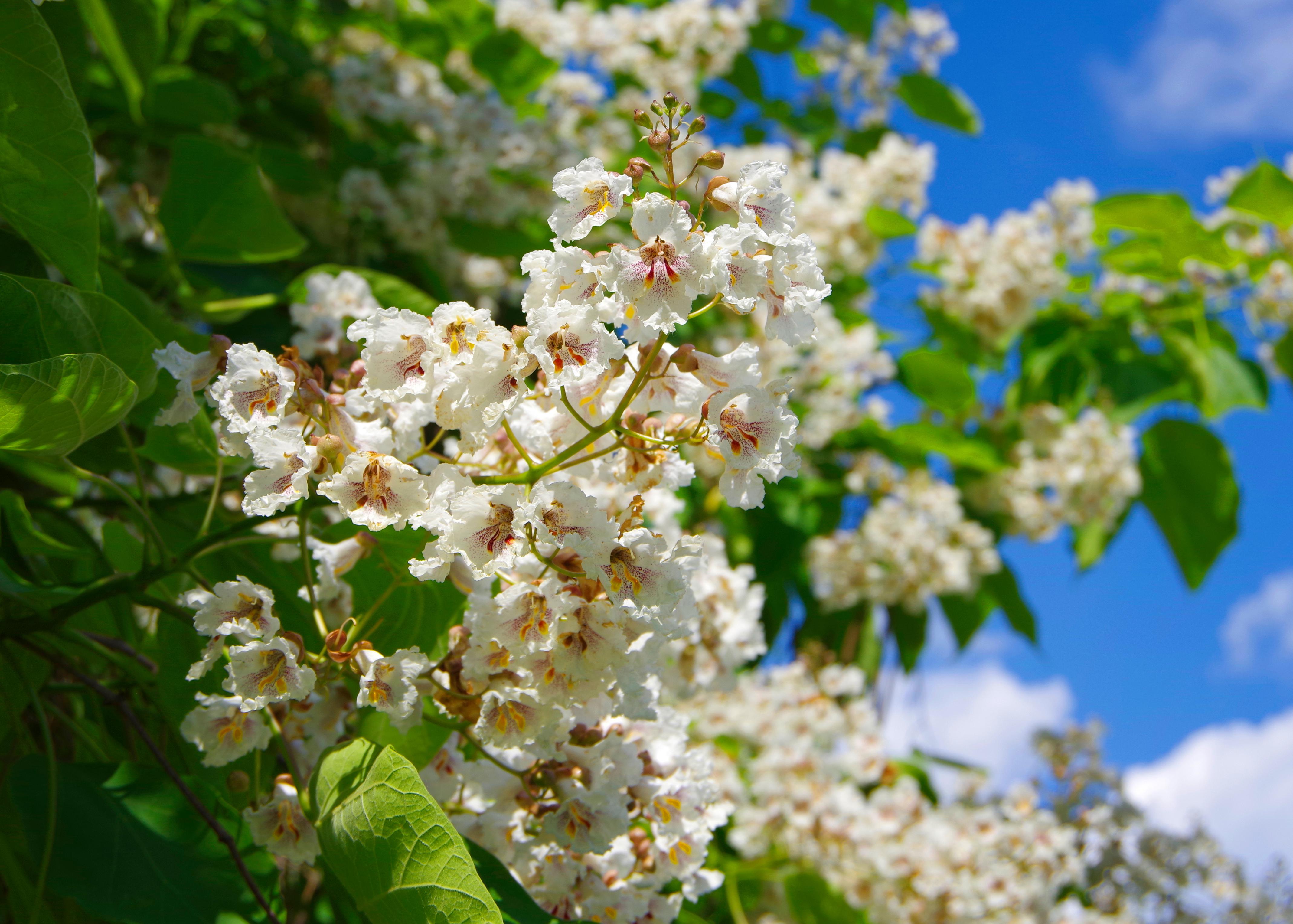 White flowers blooming on a tree.