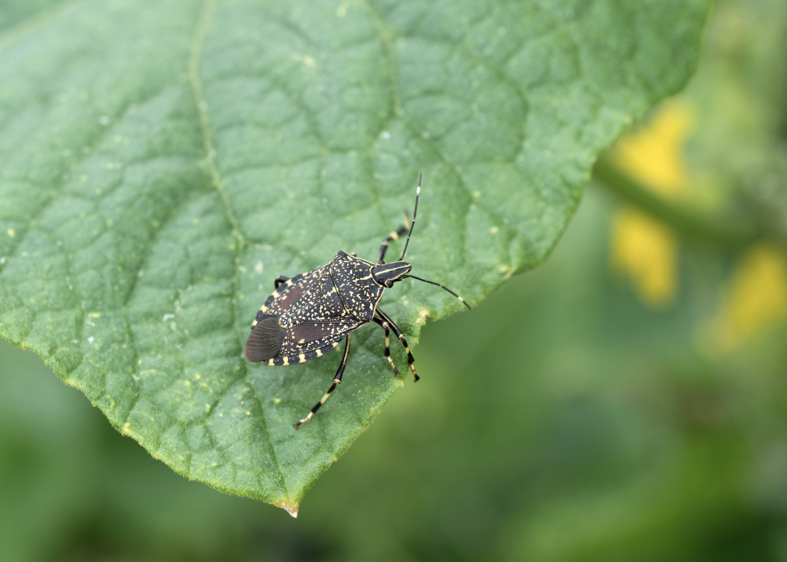 Stink bug on a leaf.