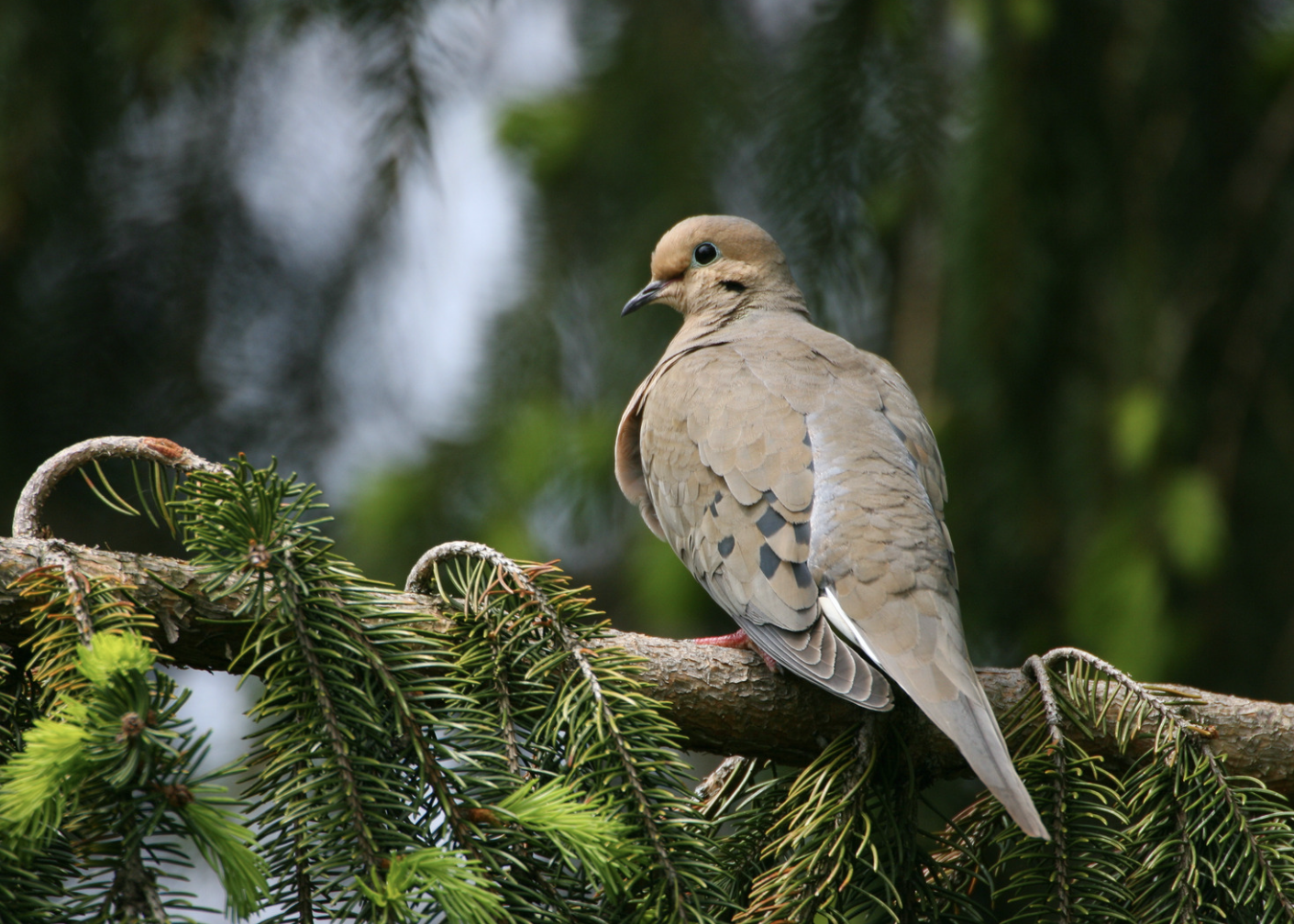 Mourning Dove on a branch.