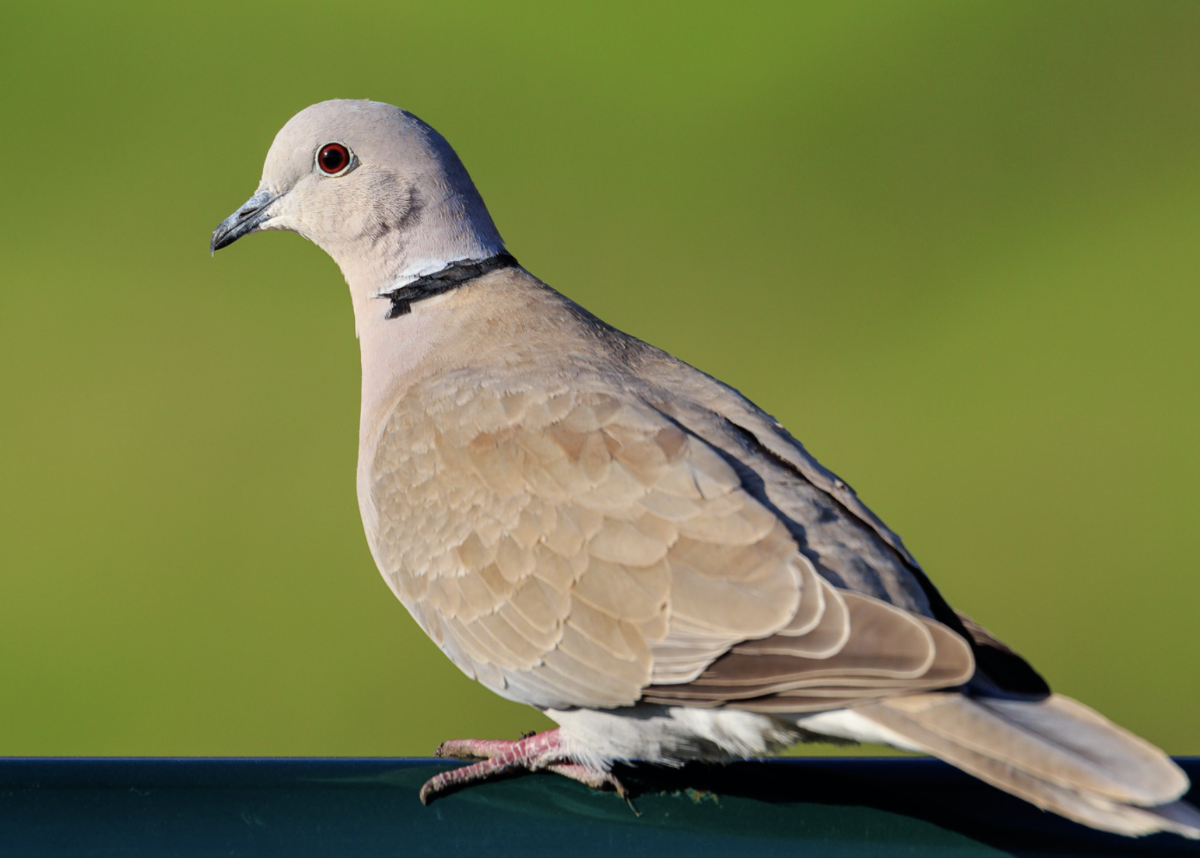 Eurasian Collared Dove