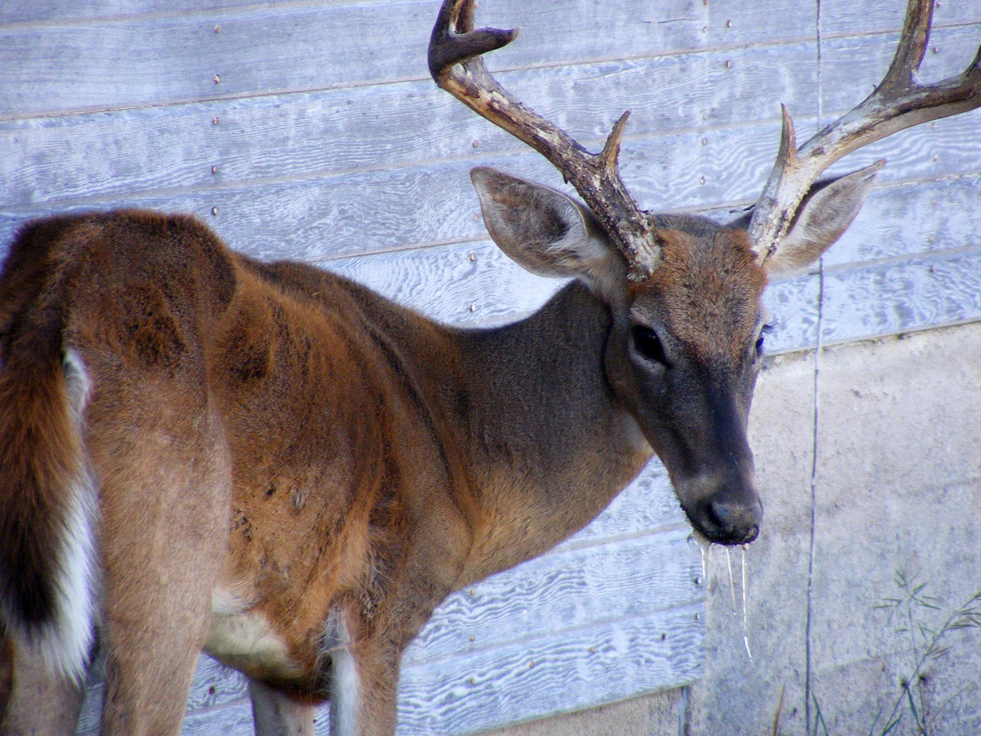 A thin, eight-point buck stands beside a wall with drool coming from his mouth.