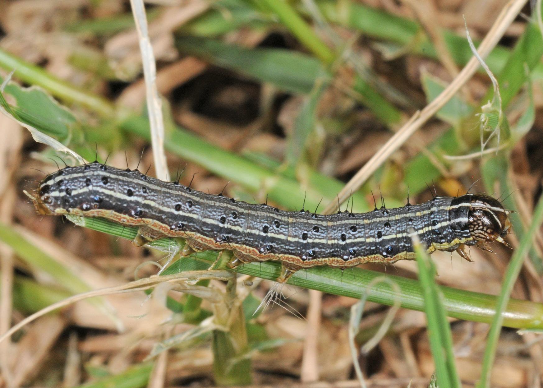 Closeup of an armyworm