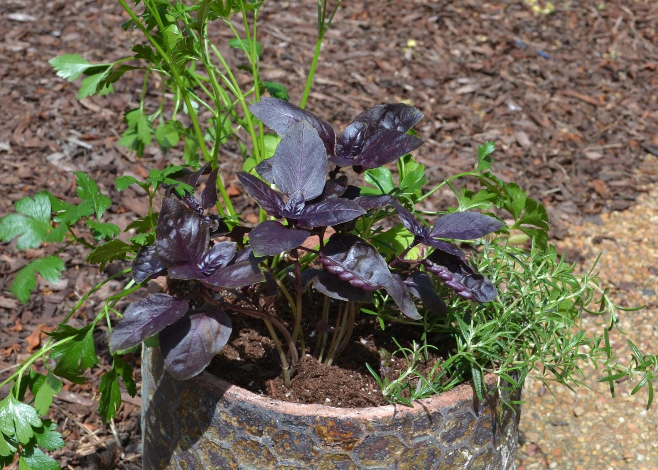 Herb Container