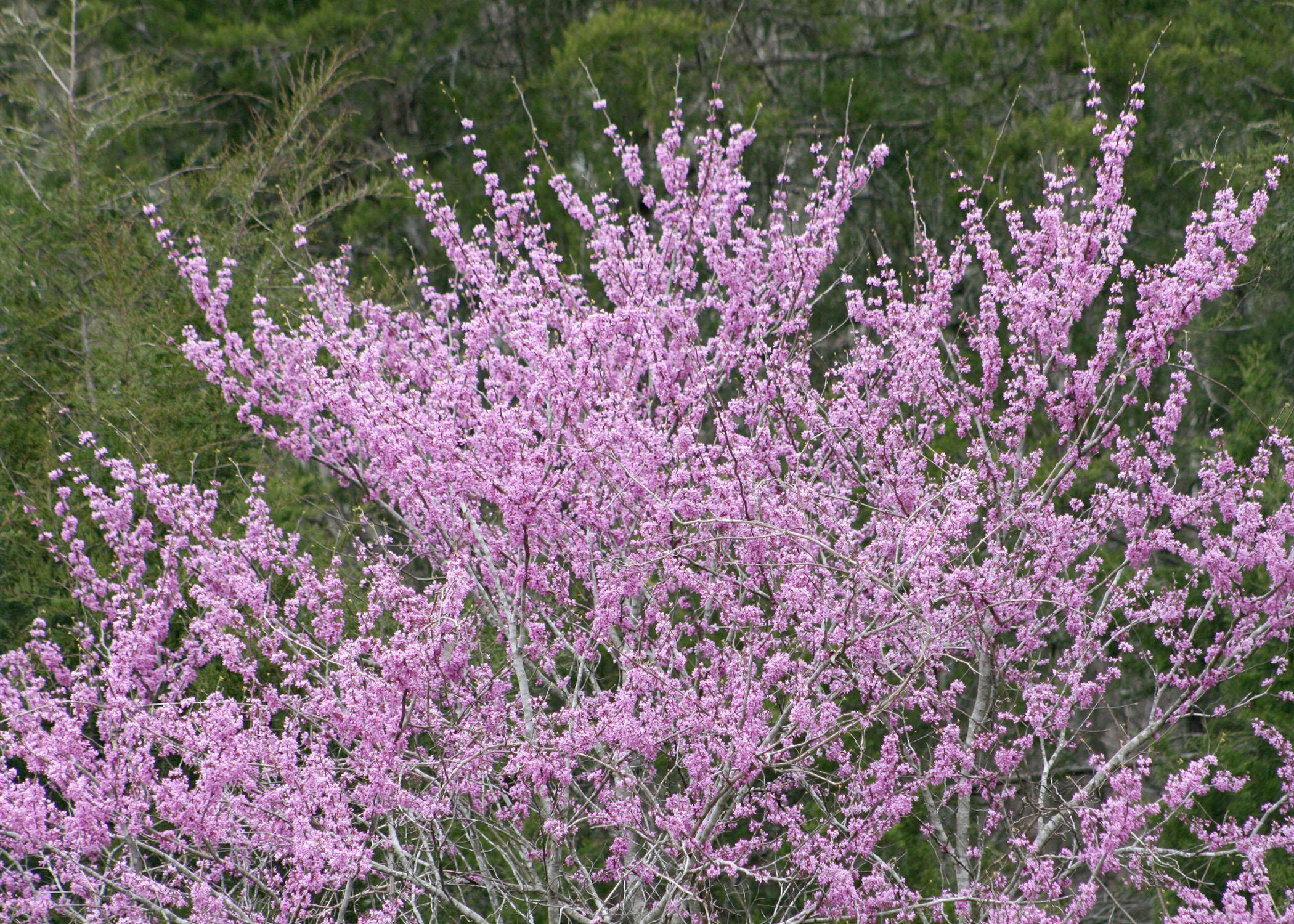 Eastern Redbud Tree with pink flowers.