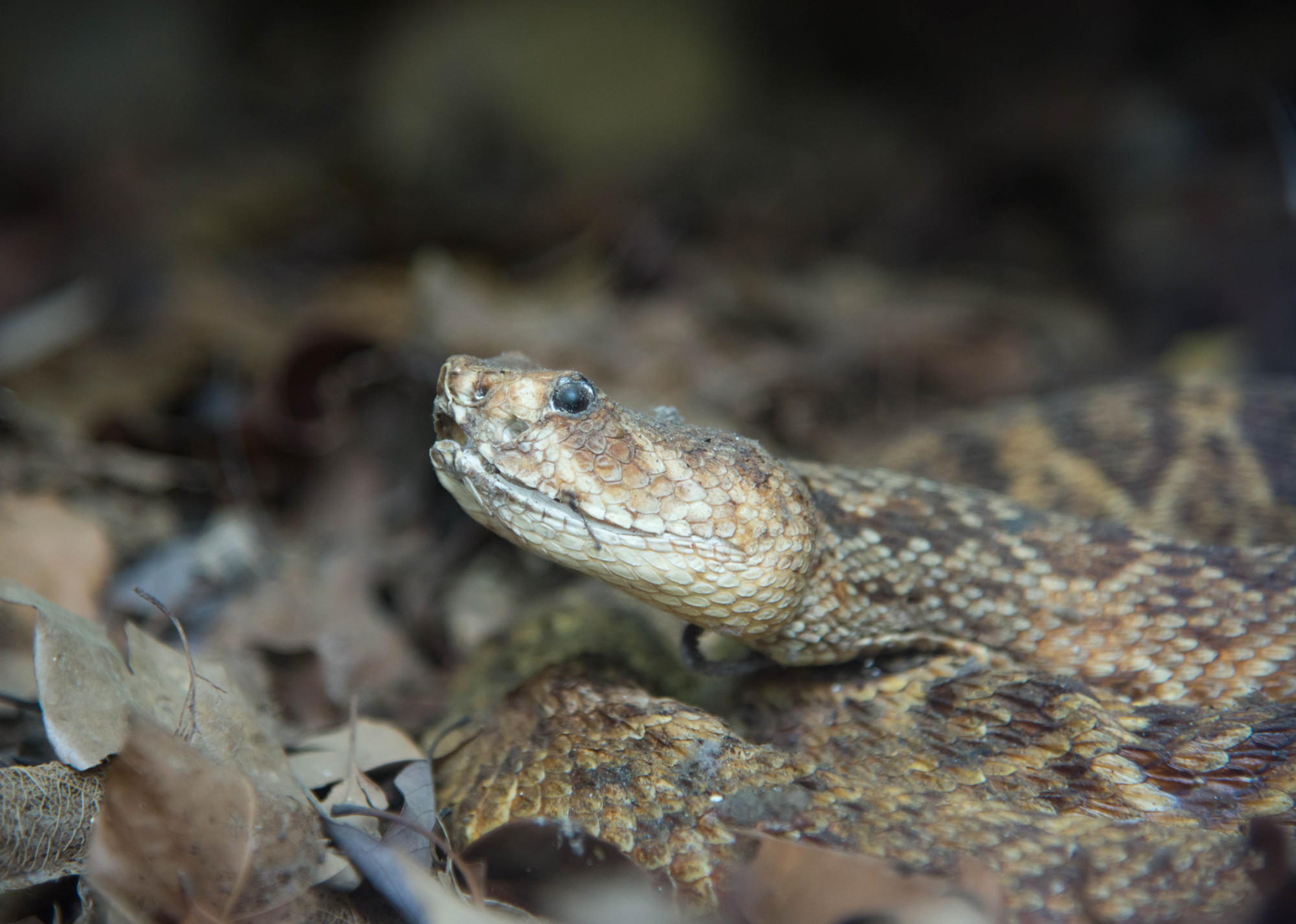 A diamondback rattlesnake