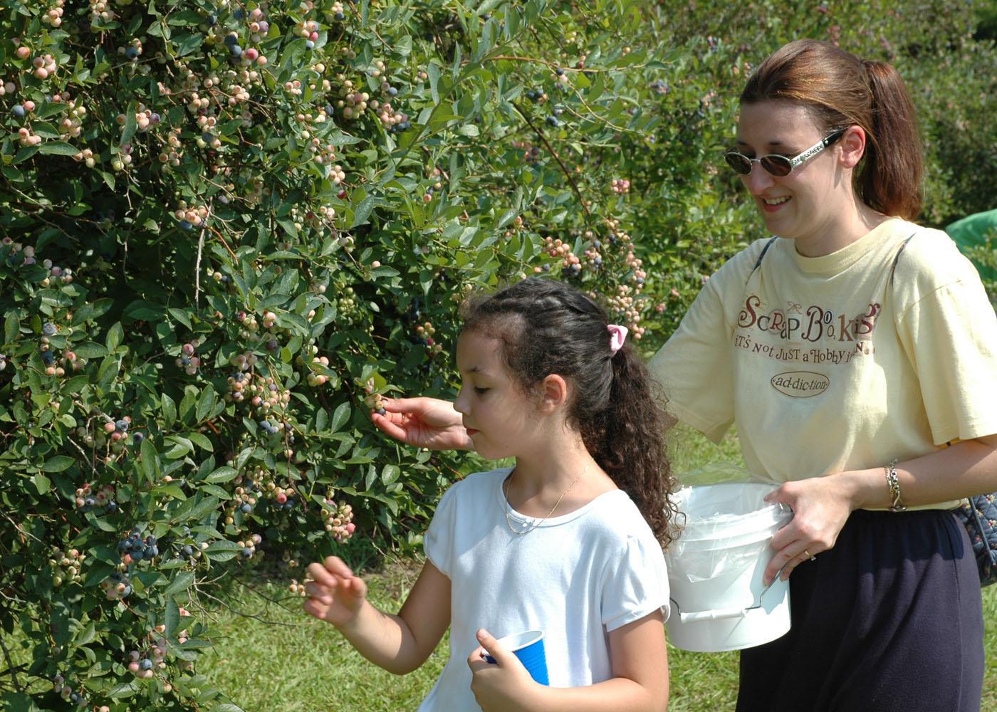 Tina Cox of West Point picks blueberries with her daughter, Anna, 7, at Reese Orchard in Sessums. The pick-your-own method of selling blueberries is increasing in popularity, allowing consumers a fresh product they can choose themselves.