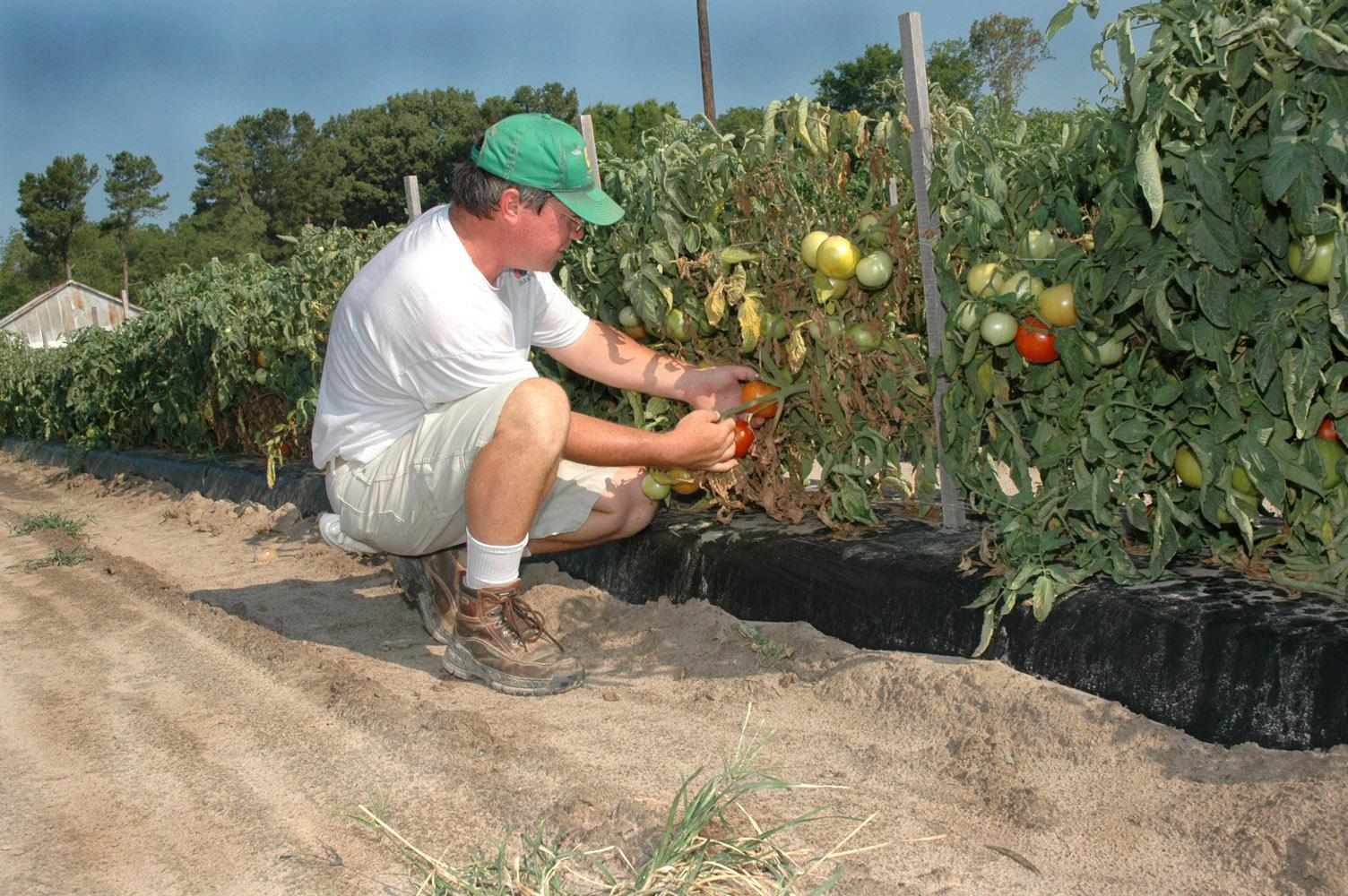 Mel Ellis picks some of his vine-ripe tomatoes.