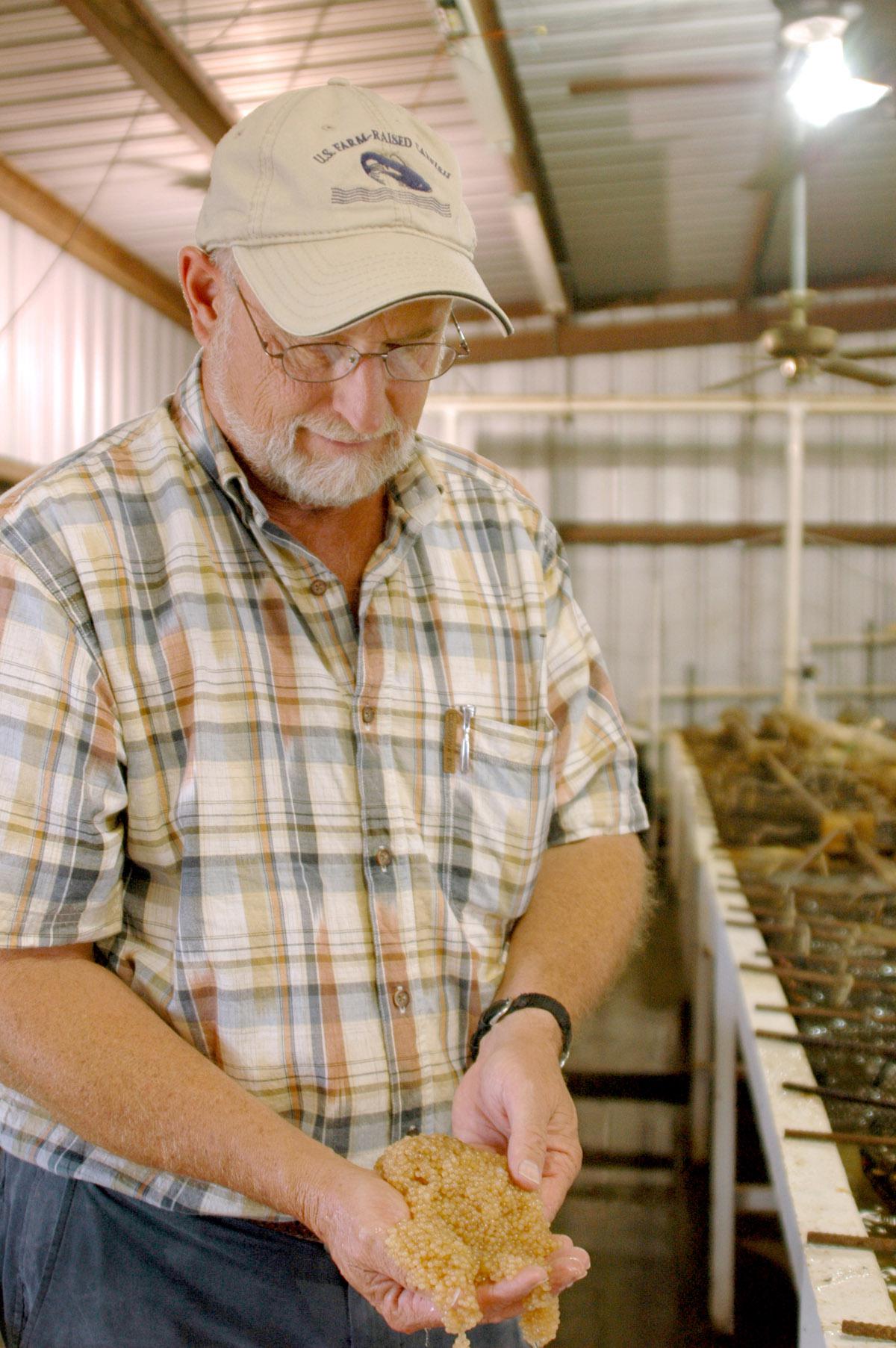 Mississippi State University Extension aquaculture specialist Jim Steeby inspects a catfish egg mass at the L&S Fish Farm catfish hatchery in Leland. (Photo by Robert H. Wells/MSU Delta Research and Extension Center)