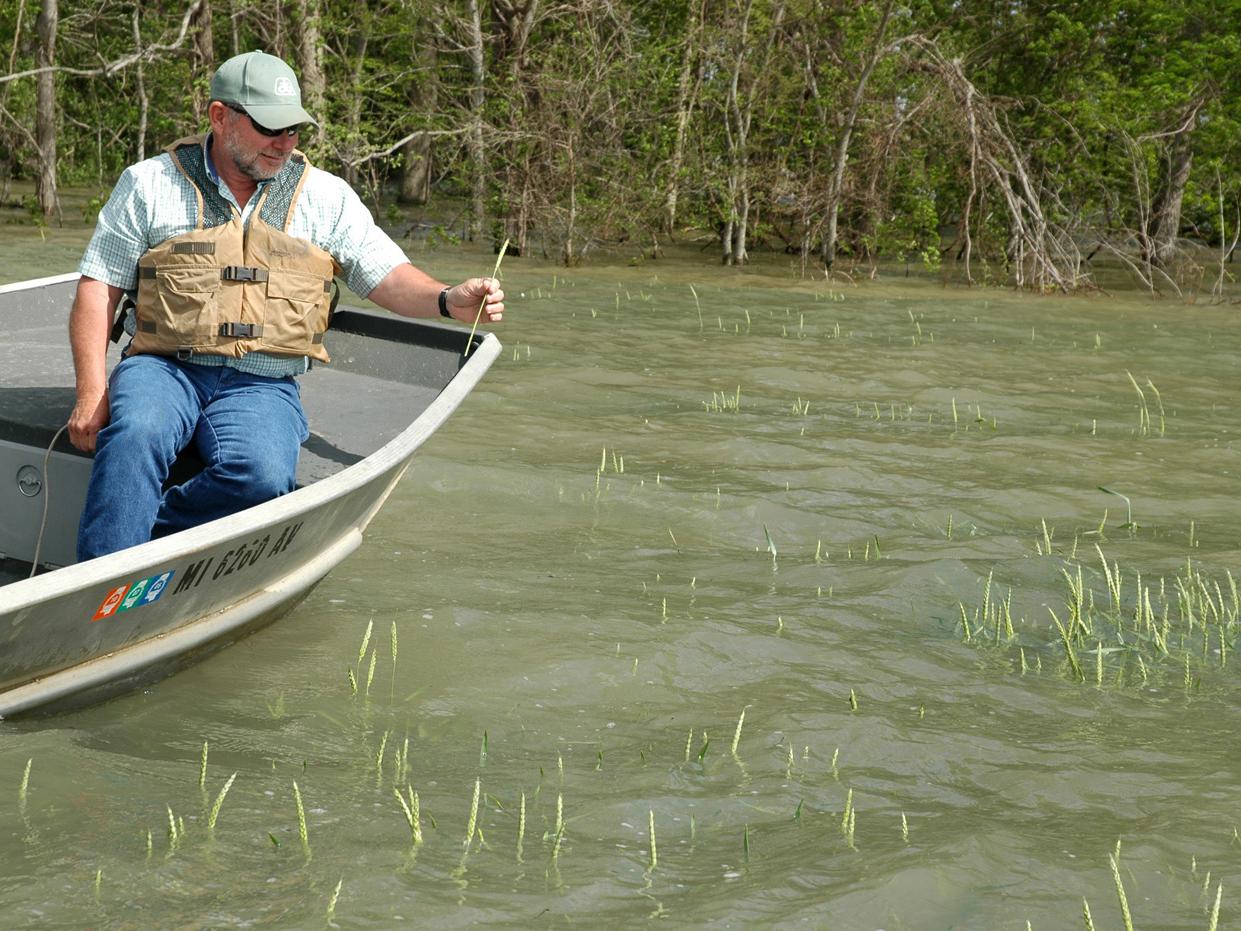 Doug Jeter needs a boat to visit his 150 acres of wheat near the Yazoo River. He holds a wheat head that grew on one of the higher spots in his flooded wheat field in Warren County.  (Photo by Linda Breazeale)