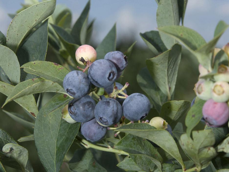 Mississippi blueberries, such as these near Richton, are experiencing strong yields in 2009. (Photo by Marco Nicovich)
