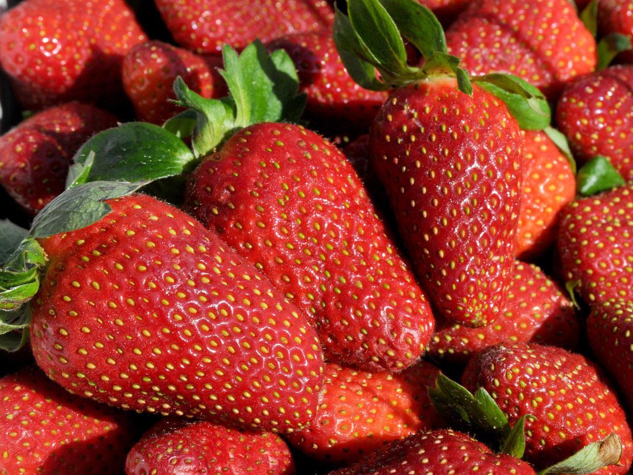 The shortened strawberry harvest has not affected the quality of the berries. Growers report that they are harvesting berries of excellent quality. (Photo by MSU Ag Communications/Kat Lawrence)