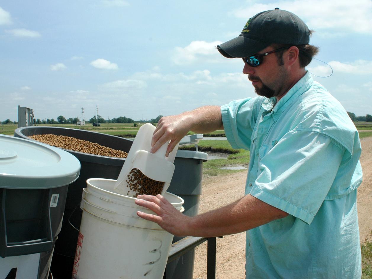 Nolan Brooks measures out catfish feed as part of a research project at MSU's Delta Research and Extension Center in Stoneville. (Photo by Rebekah Ray)