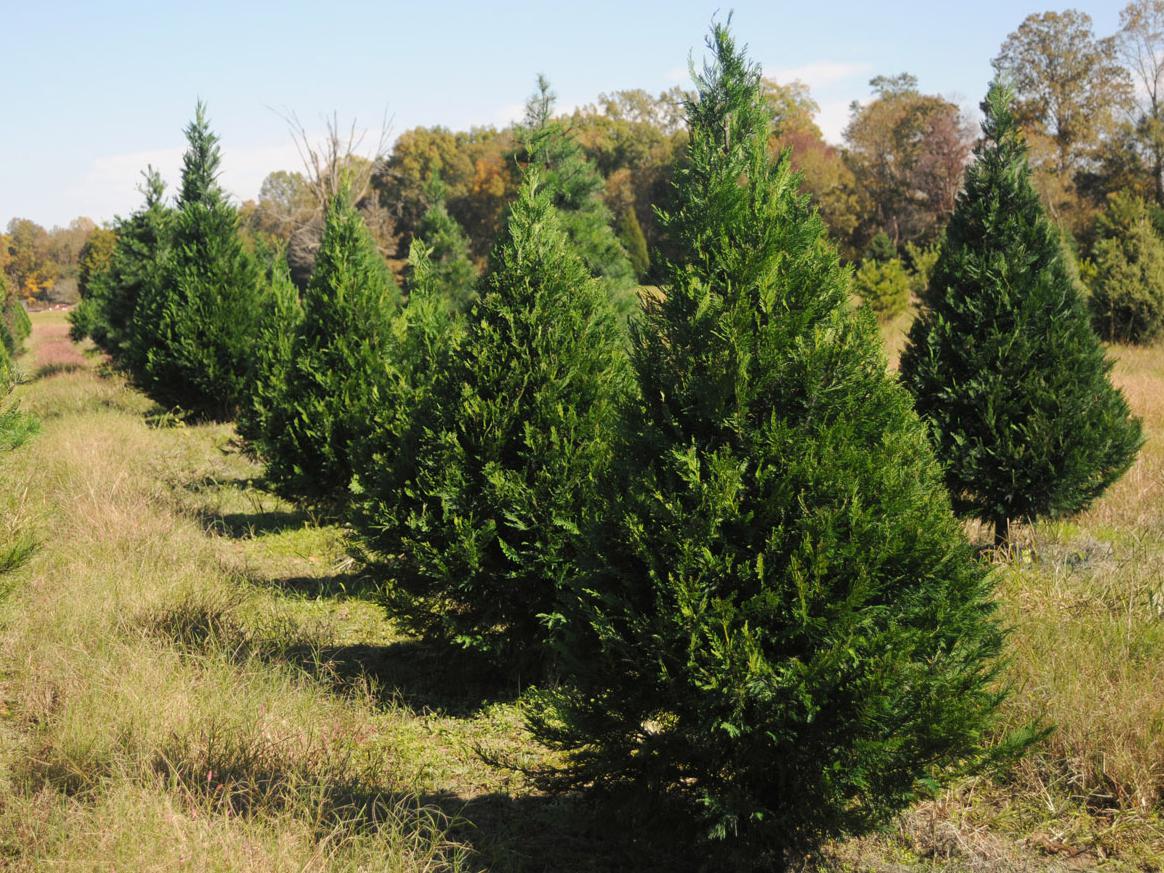 Mississippi growers will have a good crop of trees to sell this holiday season. Most choose-and-cut farms will open on Thanksgiving Day, and the rest will be open by the Saturday after Thanksgiving. (Photo by Kat Lawrence)