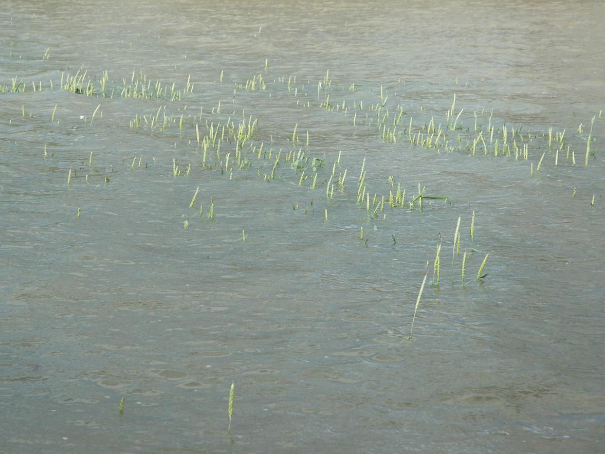 Wheat fields along the Mississippi River and tributaries are under or going under water in the Great Flood of 2011. (File photo by Linda Breazeale)