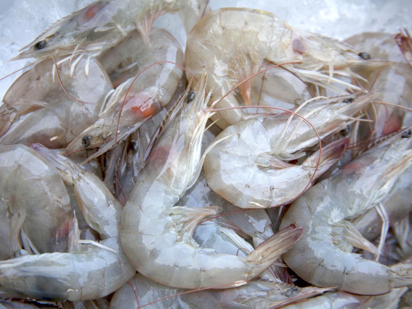 Shrimpers landed 901,000 pounds of shrimp in Mississippi during the first two weeks of the season, but most of those being caught in the Mississippi Sound are small. (Photo by Kat Lawrence)