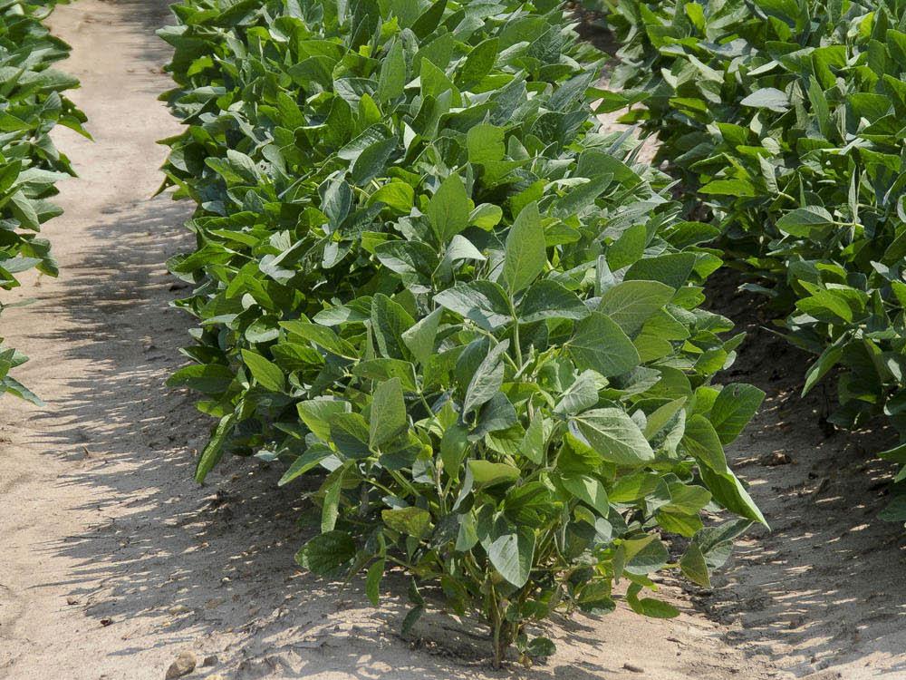 Many east Mississippi soybeans, such as these growing on Mississippi State University's North Farm, have received timely rains and have the potential to make a good crop. (Photo by Scott Corey)