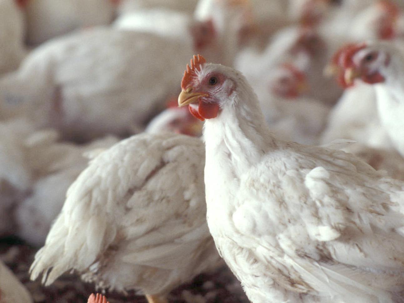 Poultry remains Mississippi's largest agricultural commodity, producing 10 percent of the nation's poultry supply. (File Photo)