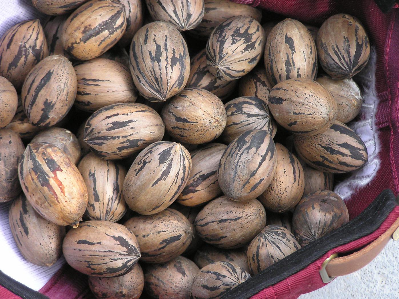 Tropical Storm Lee's rains saved much of this year's pecan crop and growers are expecting good yields. (file photo)