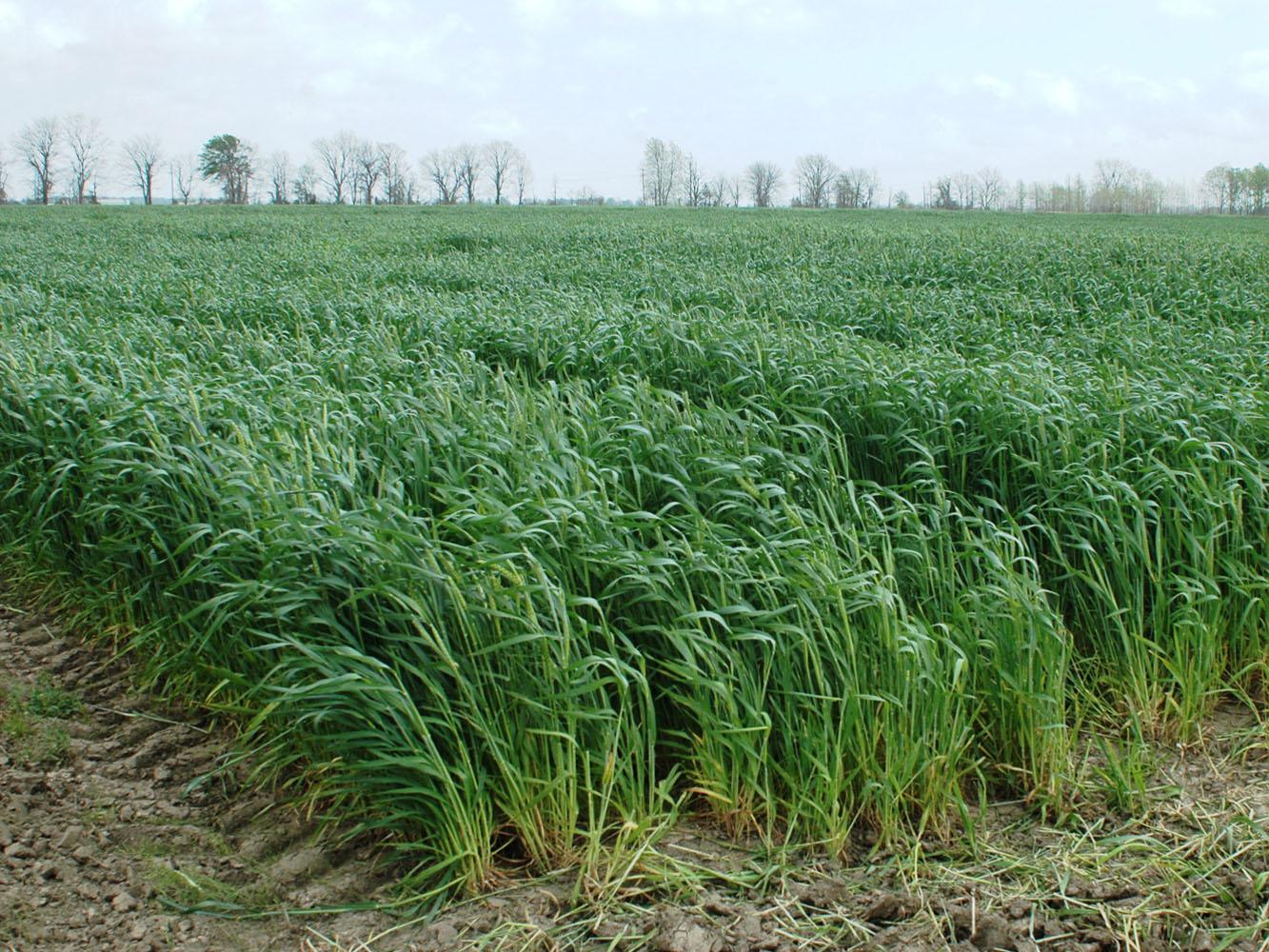 Wheat, such as this growing in Washington County, was pushed ahead of schedule by a warm winter that presented many challenges for the crop to overcome. (Photo by MSU Delta Research and Extension Center/Rebekah Ray)