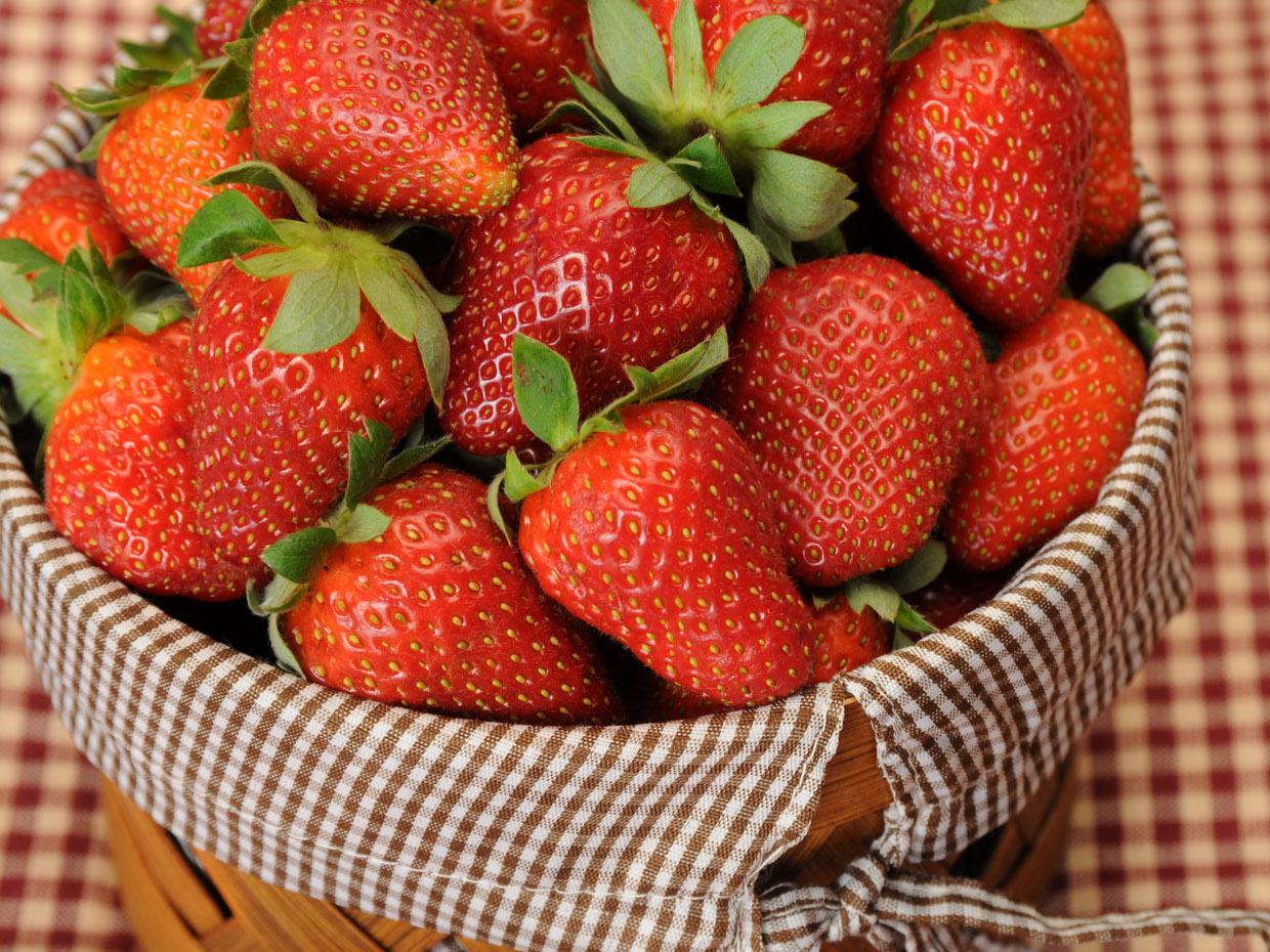 Mississippi strawberry growers began harvesting this popular fruit two weeks earlier than usual because of warmer temperatures statewide. (Photo by Kat Lawrence)