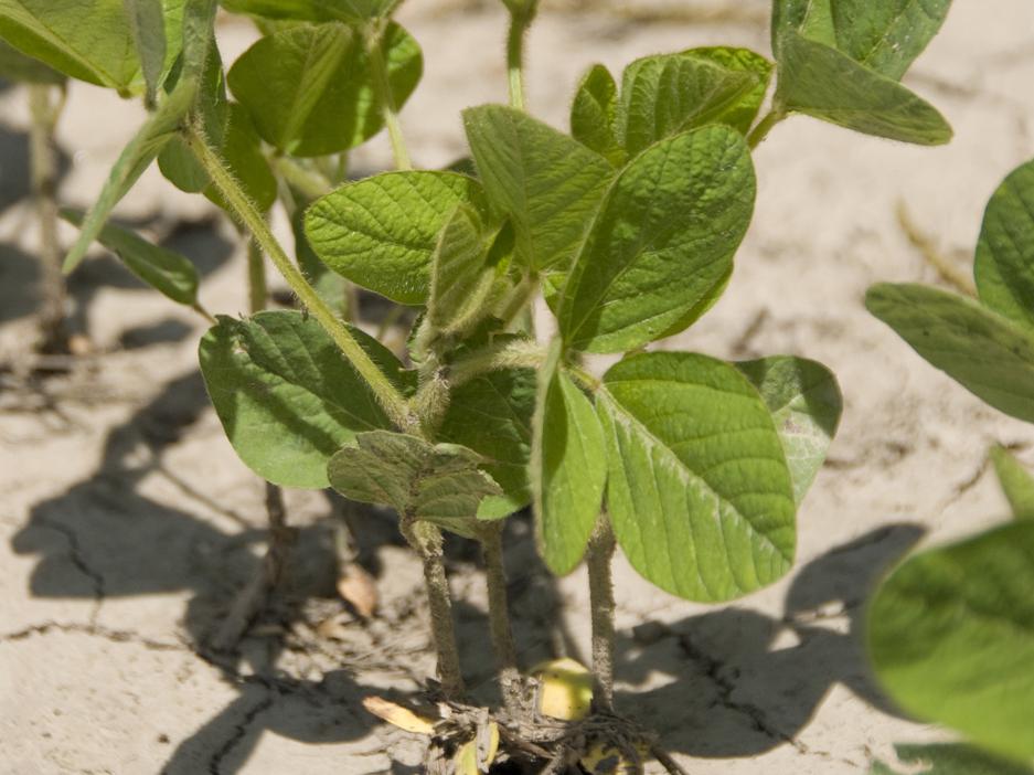 A warm March helped Mississippi growers get an early start planting the soybean crop. By late April, more than a fourth of the crop had emerged. (file photo)