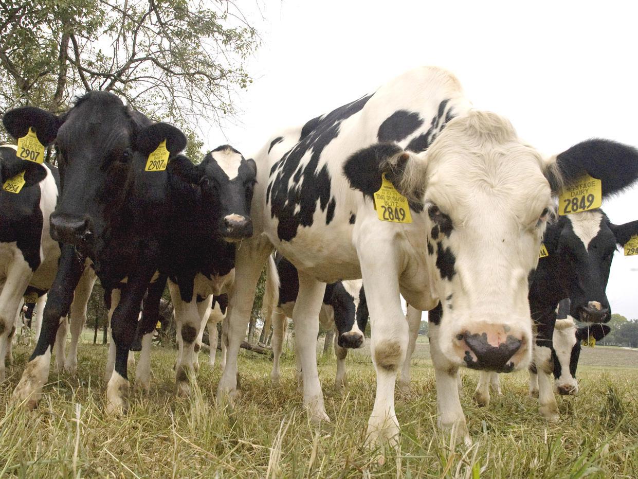 Dairy cattle, such as these Holsteins, are becoming a rare sight in Mississippi as high production costs and low milk prices push dairy farmers out of the business. (Photo by MSU College of Veterinary Medicine/Tom Thompson)