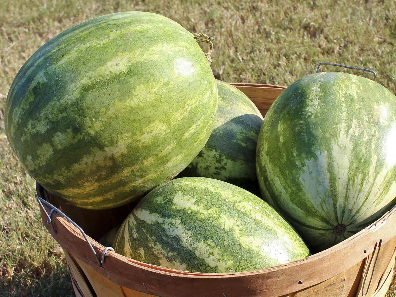 Mississippi's watermelon growers have harvested more than 40 percent of their crop already, a 22 percent increase from the same period last year. The crop's good quality and popularity has consumers buying up the harvest quickly at farmers' markets and farm stands across the state. (Photo by MSU Ag Communications/Keri Collins Lewis)