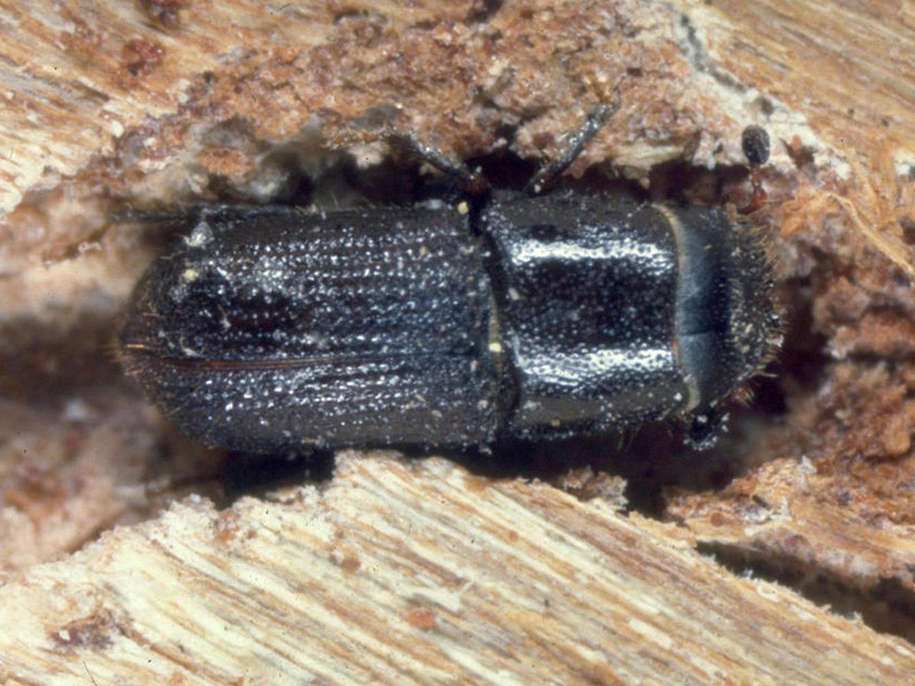 Southern pine beetles, such as the one in this file photo, are causing damage in the Homochitto National Forest in southwest Mississippi. Unlike small areas lost annually to Ips beetles, Southern pine beetle damage can encompass thousands of acres. (Photo by MSU Ag Communications/file photo)