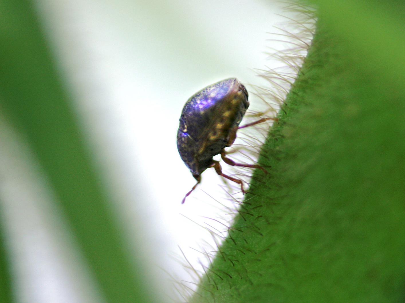 Kudzu bugs, an invasive soybean pest from Asia, were discovered mid-July in Vicksburg. Mississippi State University Extension Service entomologists are monitoring the state's soybean fields and say the insect can be controlled. (Photo by USDA-ARS /Richard Evans)