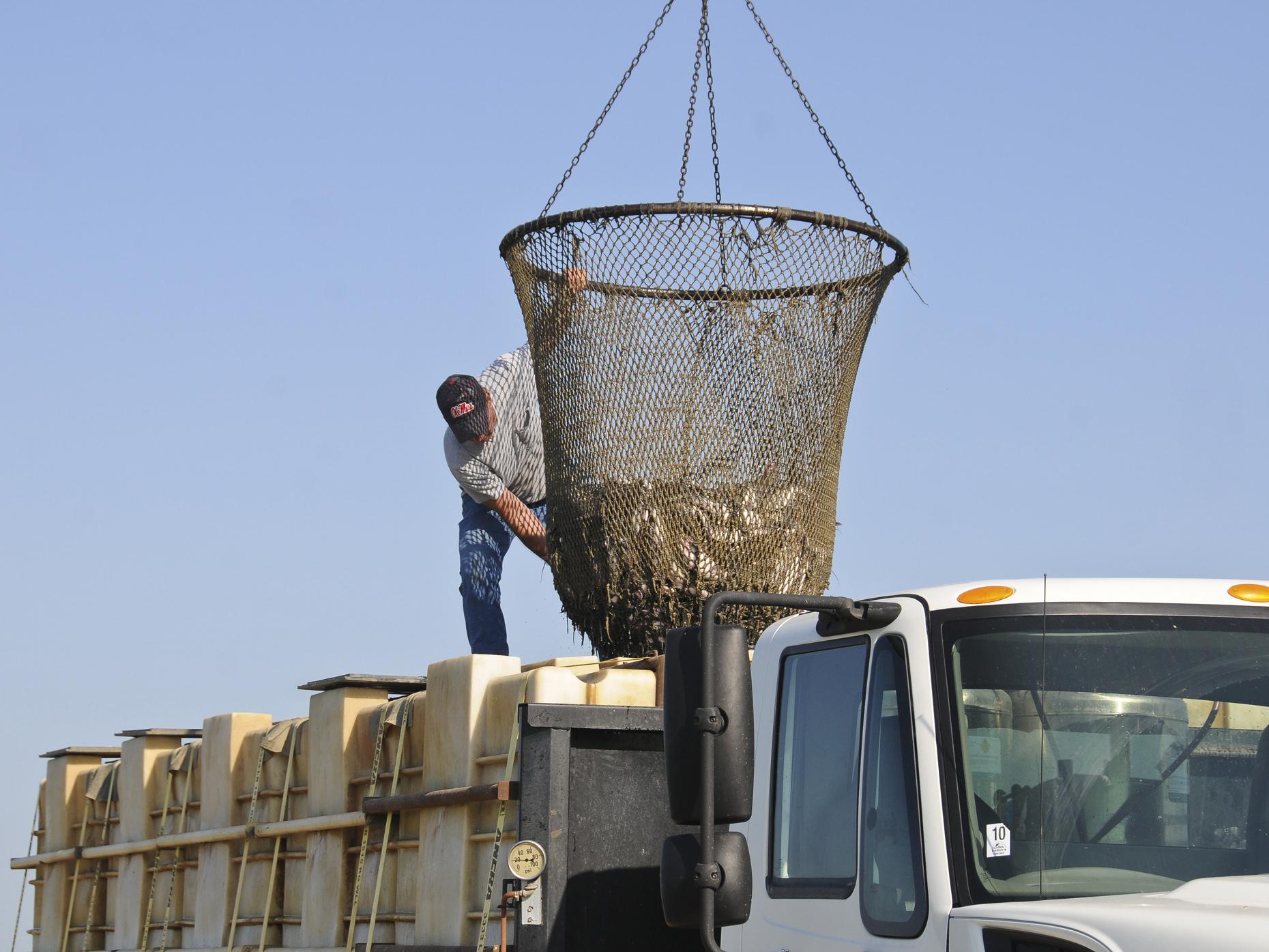 Caught in a trap of high input costs and low pond bank prices, Mississippi's catfish farmers struggle to break even as the nation's drought tightens feed supplies. (Photo by MSU Ag Communications/Scott Corey)