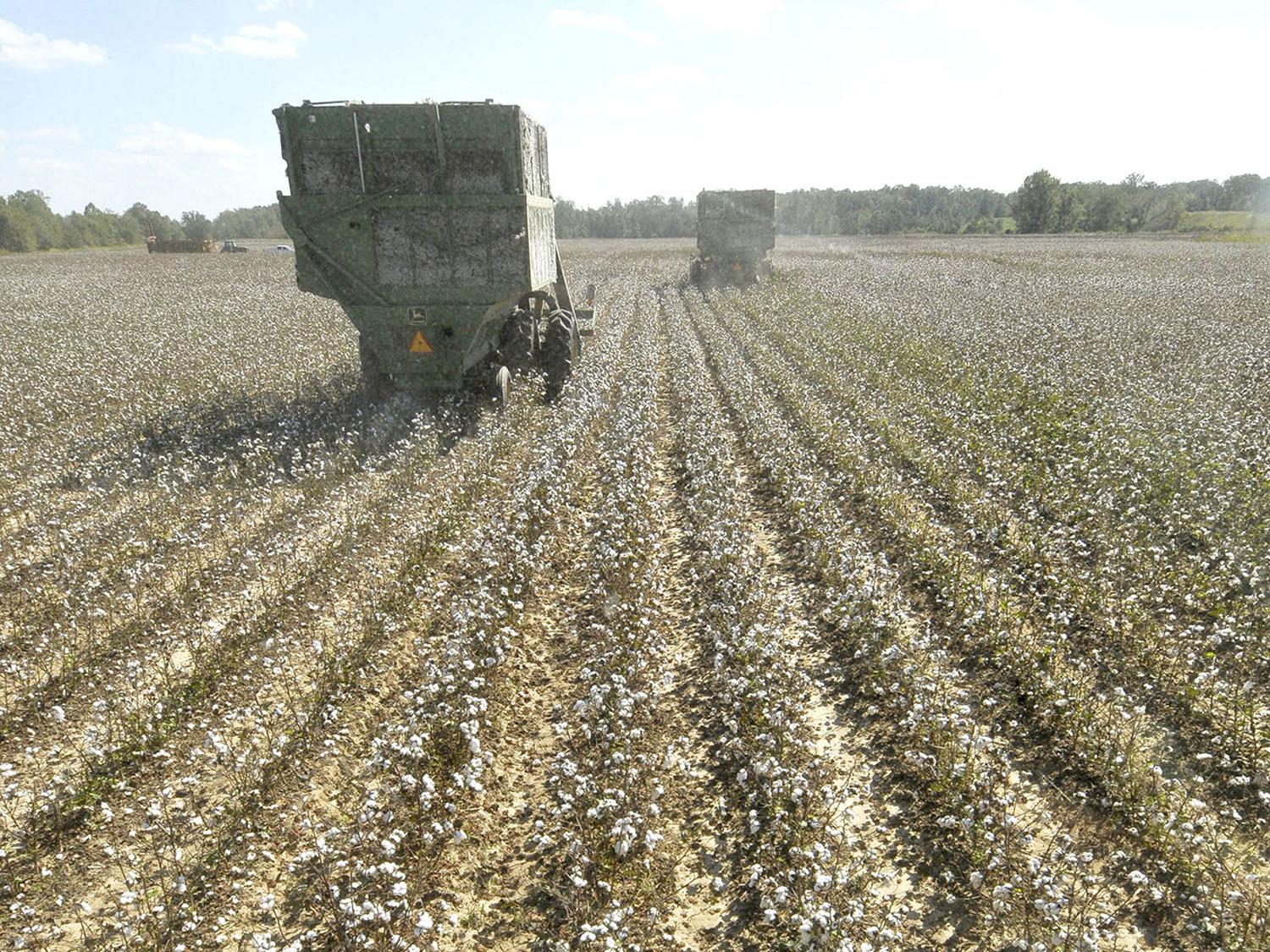 Although rain halted fieldwork for more than a week in early October, Mississippi's cotton harvest is well underway and yields are high. This machine was picking cotton on Topashaw Farms in Calhoun County, Sept. 28, 2011. (File photo by MSU Ag Communications/Scott Corey)