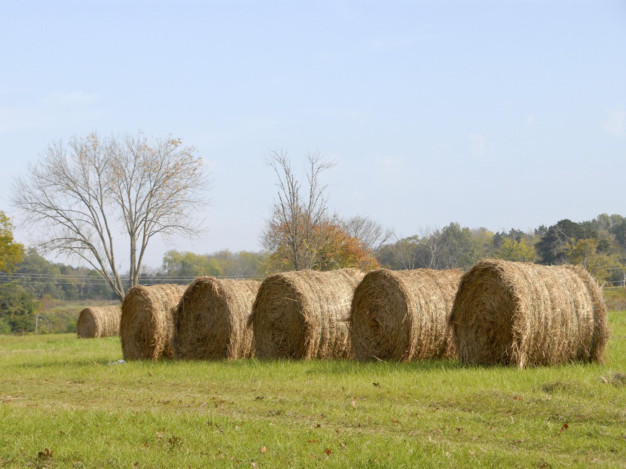A grower in Oktibbeha County, Miss., has hay bales in the field and fall grasses already coming up on Oct. 26, 2012. This year's hay crop has the potential to be the fourth most valuable crop in the state, behind soybeans, corn and cotton. (Photo by MSU Ag Communications/Tim McAlavy)