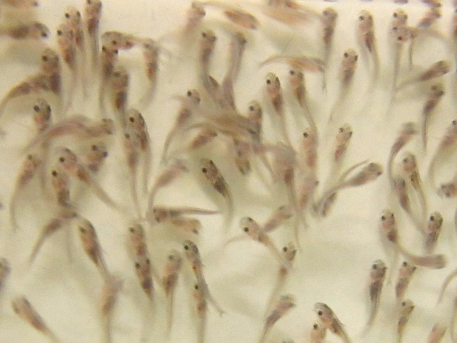 These 2012 catfish fry at the Mississippi State University College of Veterinary Medicine are similar to young fish that have been delayed by this spring's cool temperatures, which have slowed growth of Mississippi's farm-raised catfish and delayed the start of hatchery season. (Photo by MSU Ag Communications/Kat Lawrence)