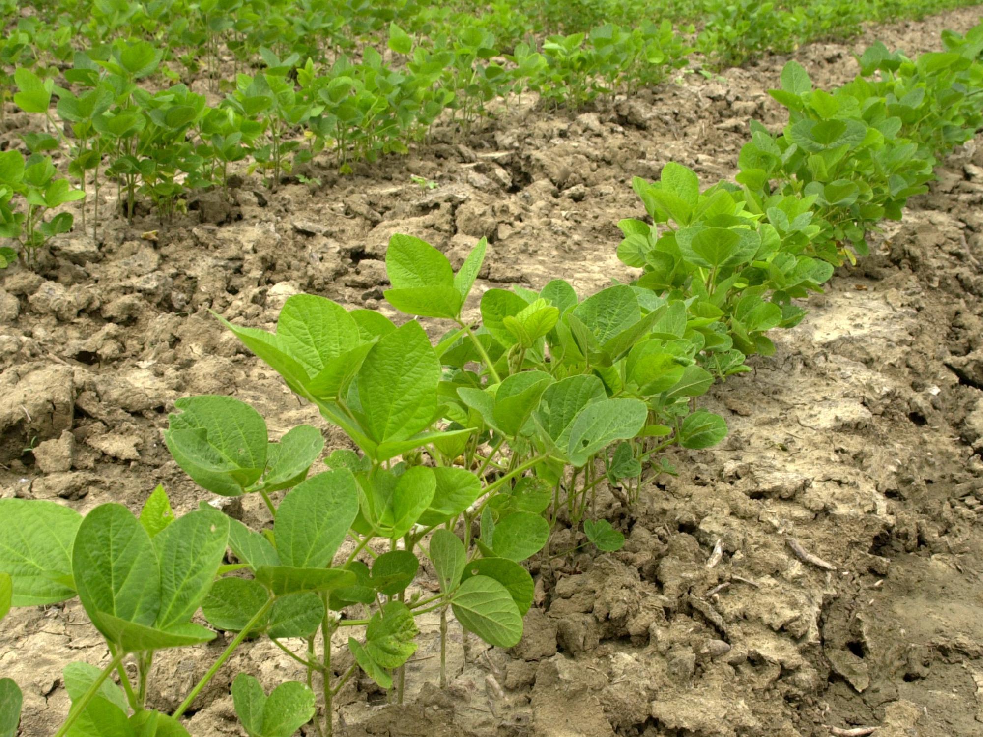 A week of mostly good planting weather helped growers make progress planting the state's soybean crop. By May 26, about 32 percent had emerged. In a typical year, nearly 80 percent of the crop would be out of the ground. (File Photo by MSU Ag Communications/Marco Nicovich)