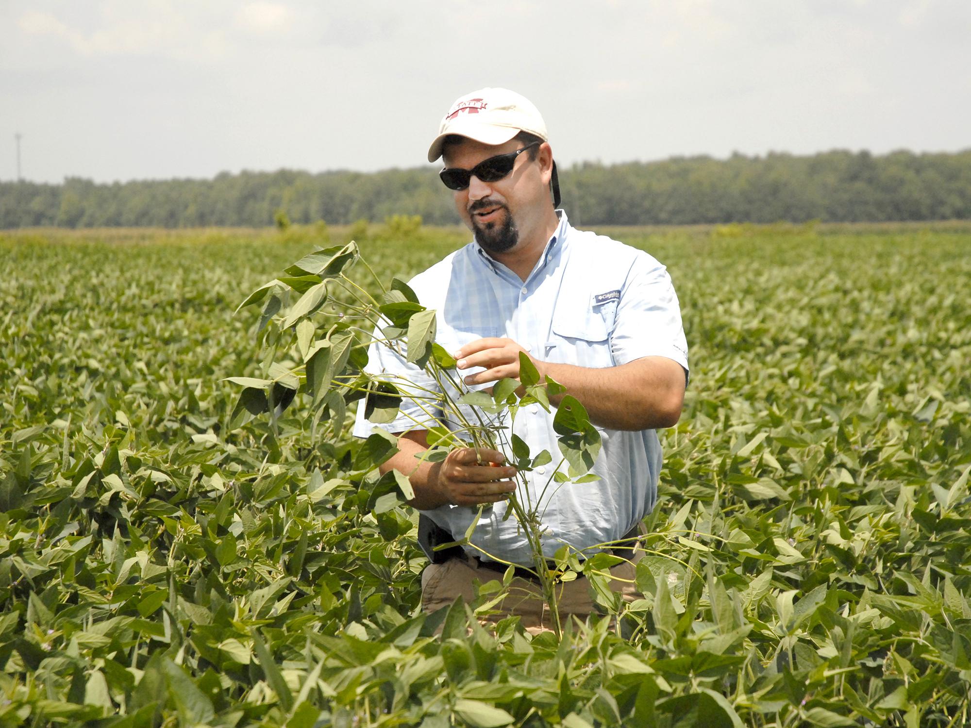 Trent Irby, soybean specialist with the Mississippi State University Extension Service, evaluates the maturity of soybean plants on Aug. 2, 2013, in a research plot located at the R.R. Foil Plant Science Research Center in Starkville, Miss. (Photo by MSU Ag Communications/Linda Breazeale)