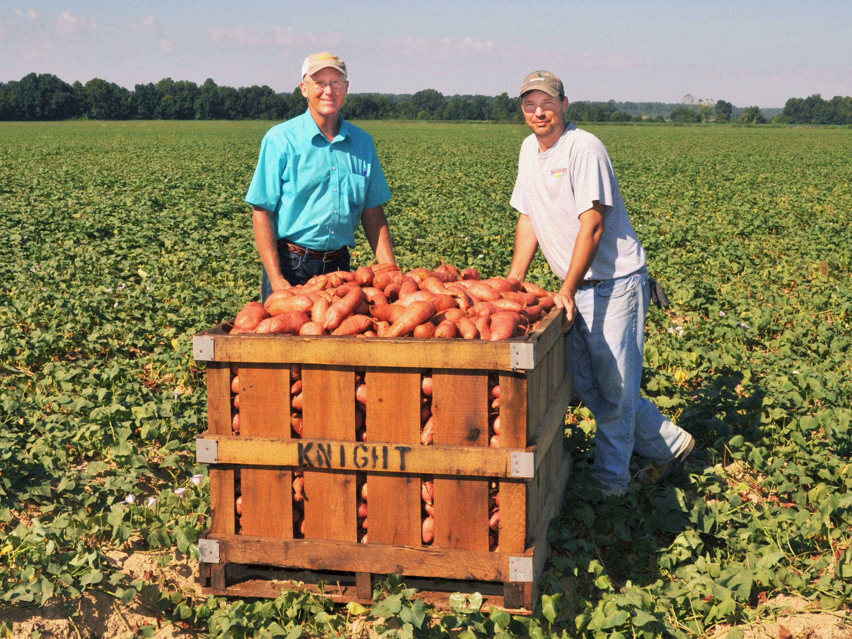 Benny Graves, executive director of the Mississippi Sweet Potato Council and Matthew Knight, a grower in Webster County, inspect harvested sweet potatoes on Sept. 4, 2013. (Photo by MSU Ag Communications/Scott Corey)