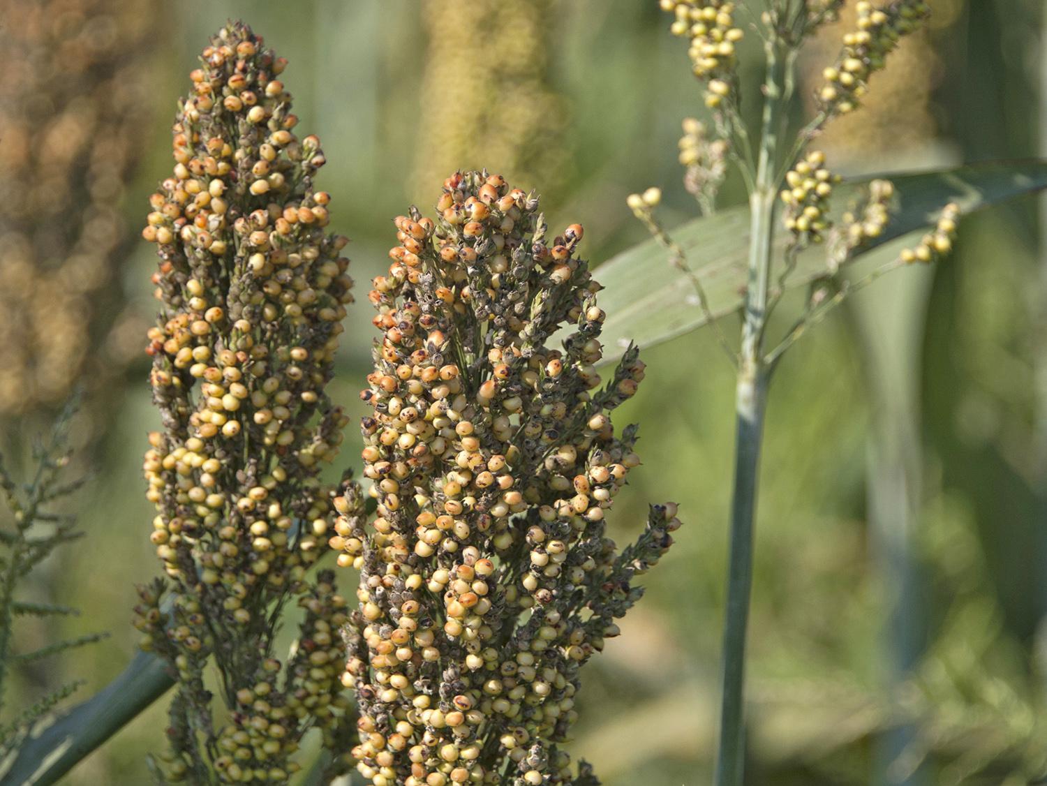 Grain sorghum in Mississippi, such as this planted at the Mississippi State University R.R. Foil Plant Science Research Center, was 50 percent harvested by Sept. 29, 2013. The crop was about 82 percent harvested this time last year. (Photo by MSU Ag Communications/Kat Lawrence)