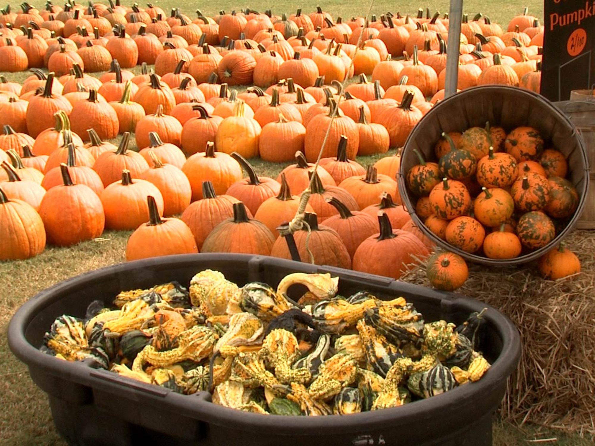 Country Pumpkins in Caledonia, Miss., has more than 80 varieties of pumpkins, squash and gourds after one of the best growing seasons in decades. The Lowndes County farm is one of a growing number of agritourism sites in the state. (Photo by MSU Ag Communications/Tim Allison)