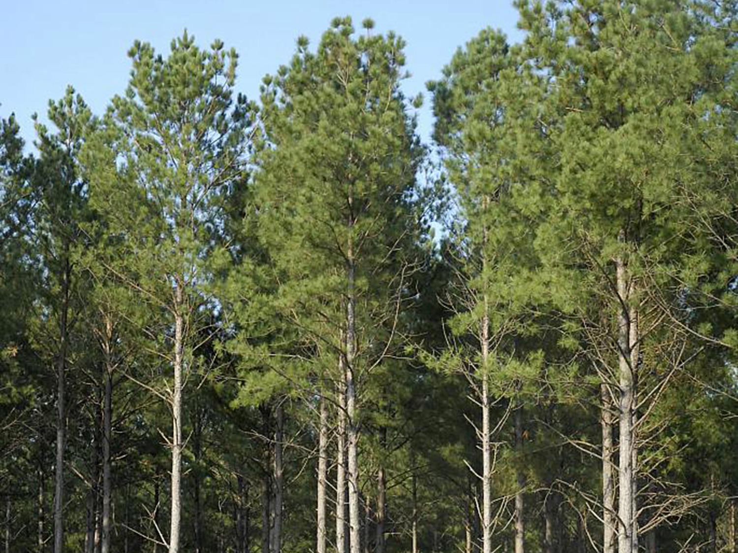 Mississippi's timber industry may see increasing demand for Southern pine lumber as new home construction rates continue to rise. This pine was growing in Monroe County on Sept. 12, 2013. (File photo by MSU Ag Communications/Linda Breazeale)