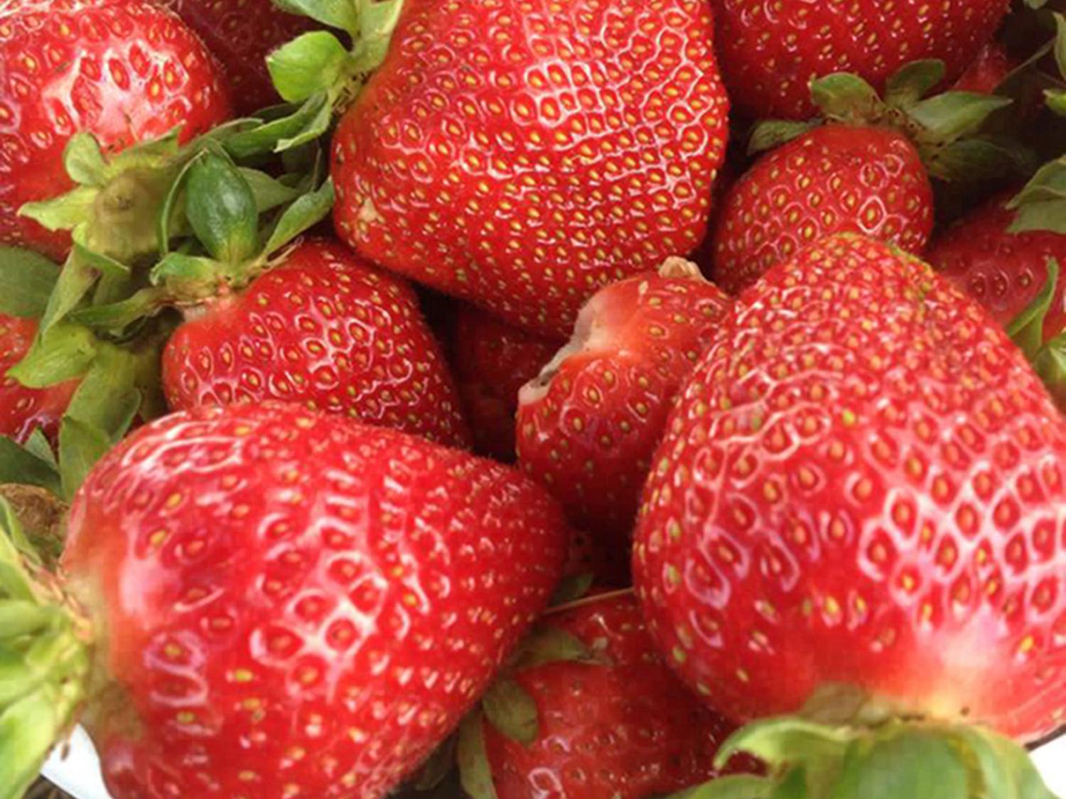Harvest began later than usual for Mississippi's strawberries, such as these picked at Reyer Farms in Leake County on April 29, 2014, but cooler weather may extend the season. (Submitted photo)