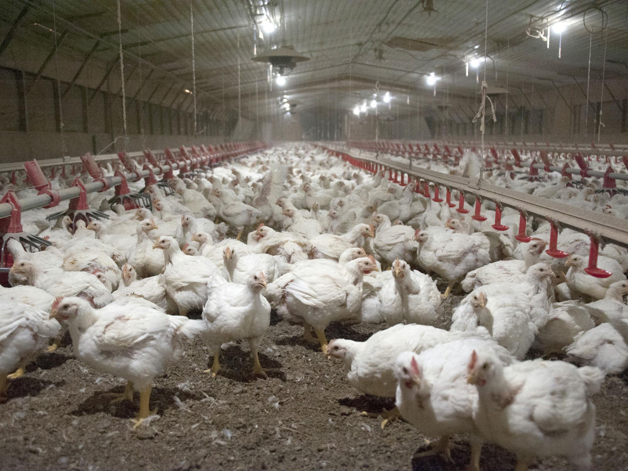 These 5-week-old broilers inside a Mississippi State University poultry house on March 27, 2014, are part of Mississippi's poultry industry, valued at $2.9 billion in 2013. Nationally, poultry is projected to expand throughout 2014 and beyond. (Photo by MSU Ag Communications/Kat Lawrence)