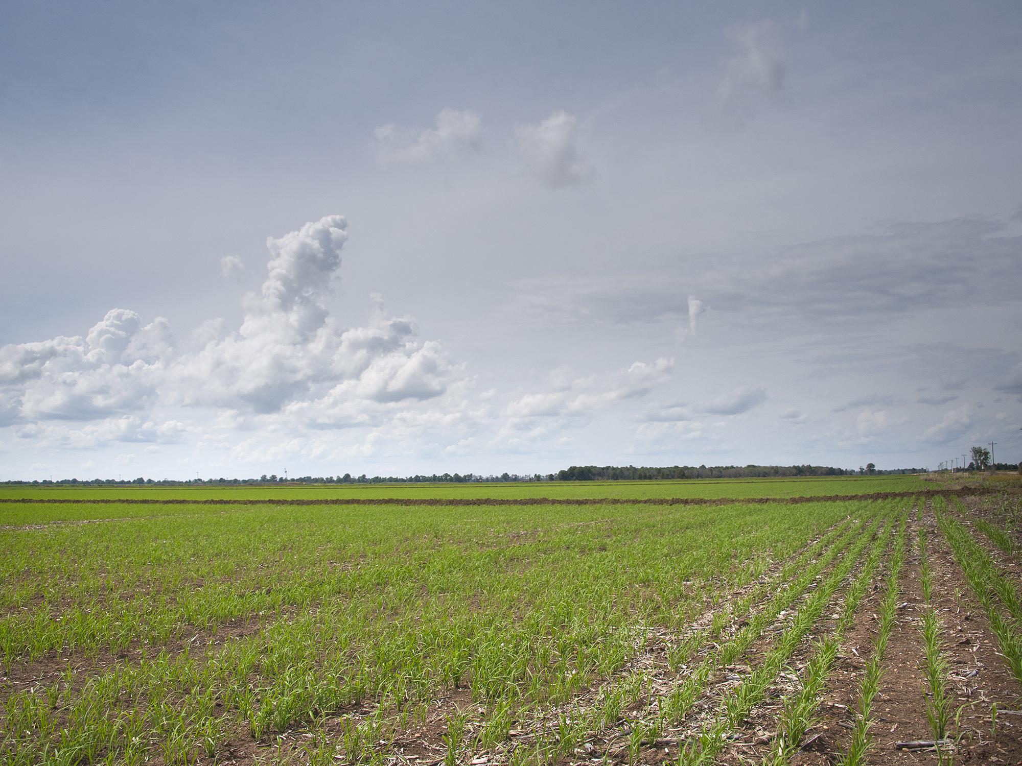 Rainy conditions have prevented Mississippi rice growers from flooding fields as they wait for the ground to dry enough to apply herbicides and fertilizer. (Photo by MSU Ag Communications/Kevin Hudson)